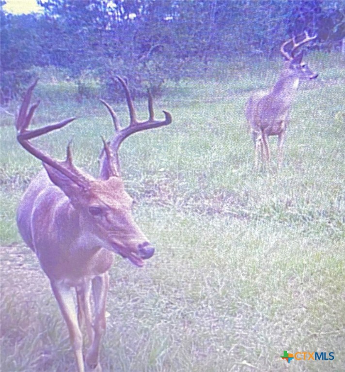 Nursery, Texas, 77976, United States, ,Land,For Sale,1988959