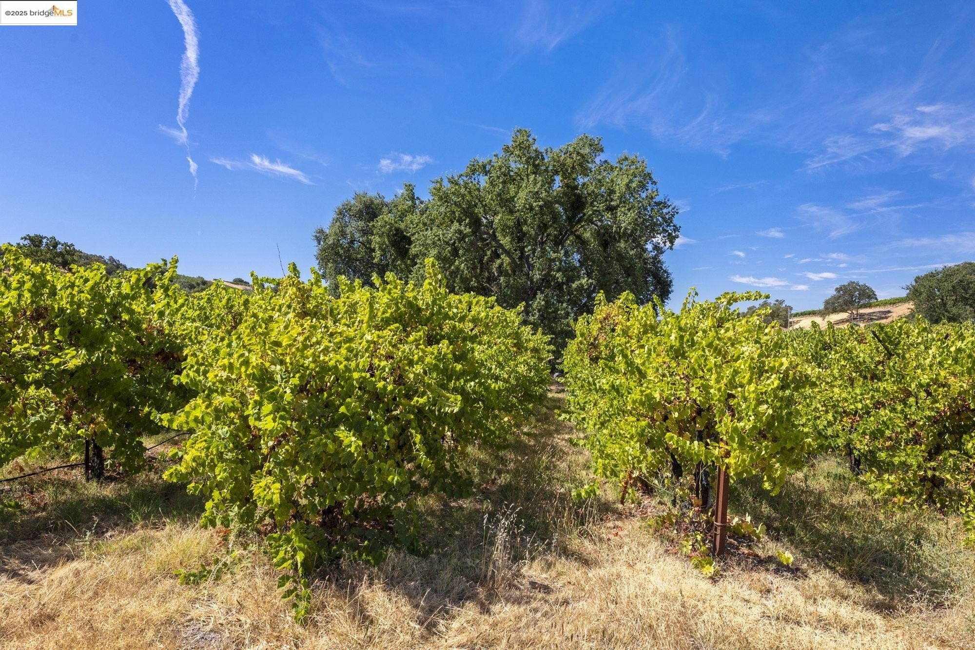 Murphys, California, 95247, United States, ,Land,For Sale,1975931