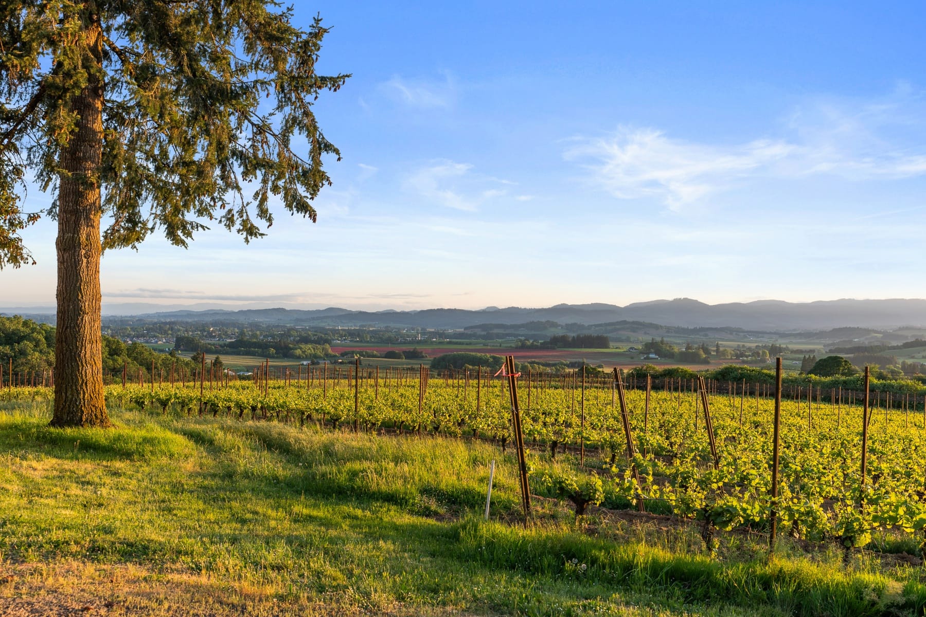  8810 NE BLACKBURN RD Yamhill, OR 97148 - 物件實景