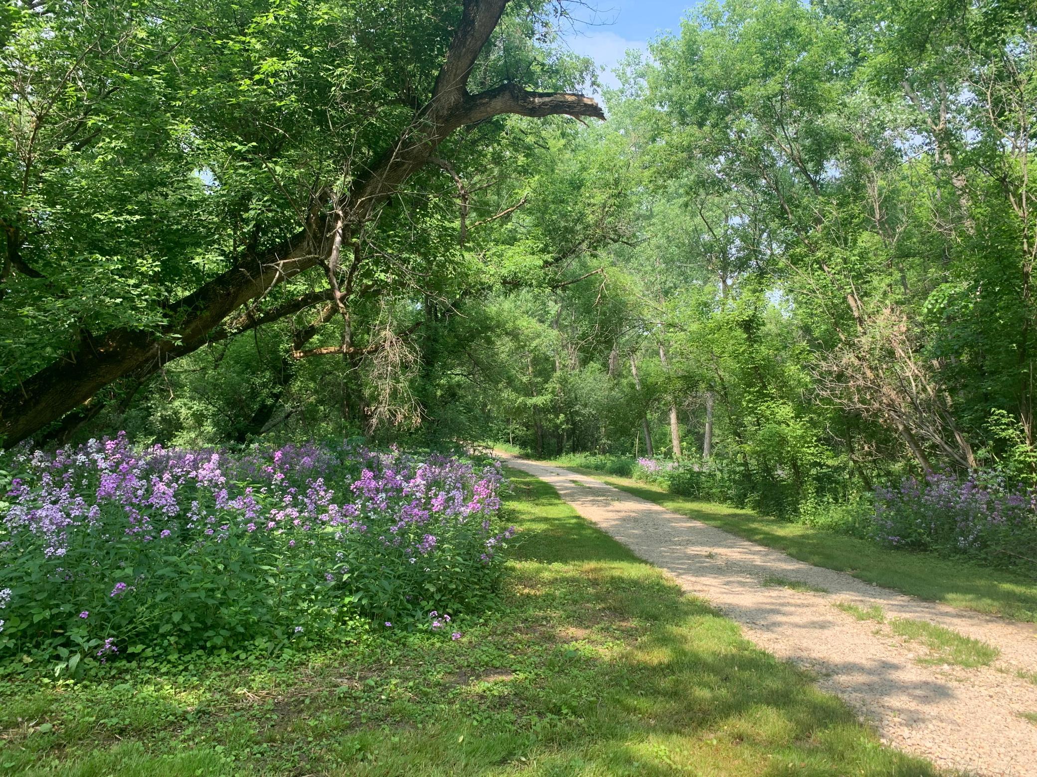 Tbd 75th Street NW, Oronoco Twp, Minnesota, 55901, United States, ,Land,For Sale,Tbd 75th Street NW,1626085