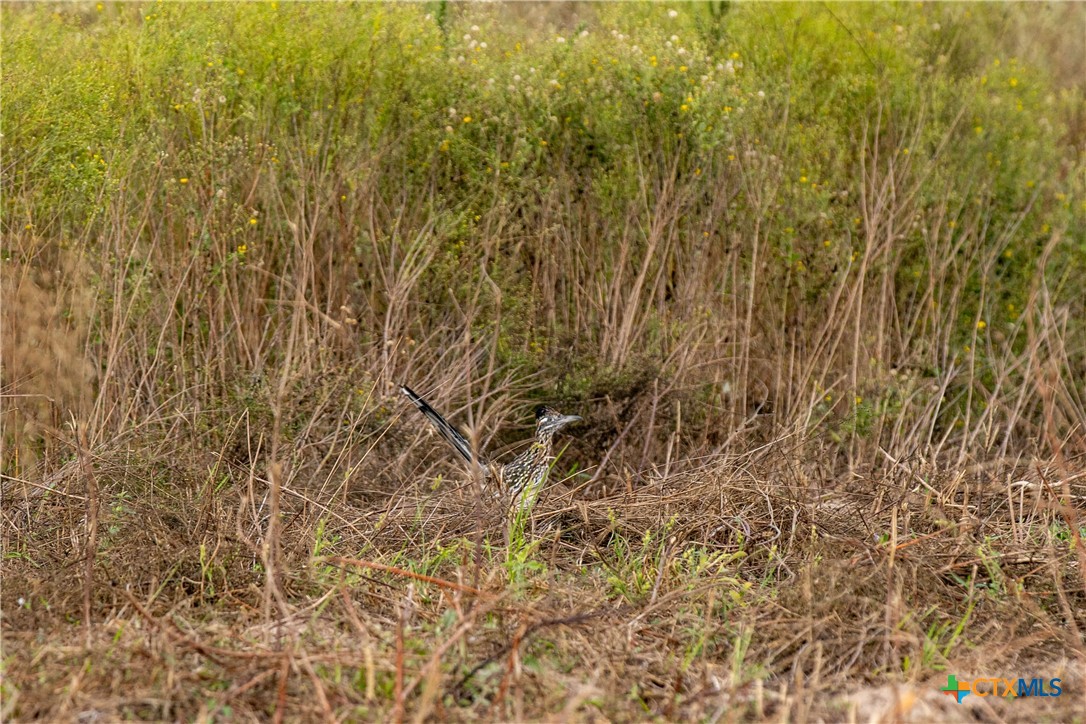 Tivoli, Texas, 77990, United States, ,Land,For Sale,1996181