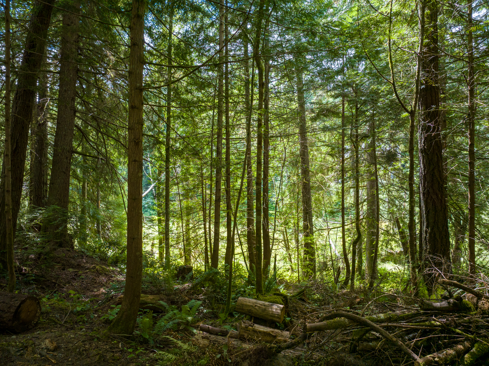  Lot B Bucsit Lane Northeast, Bainbridge Island, WA 98110 - 物件實景