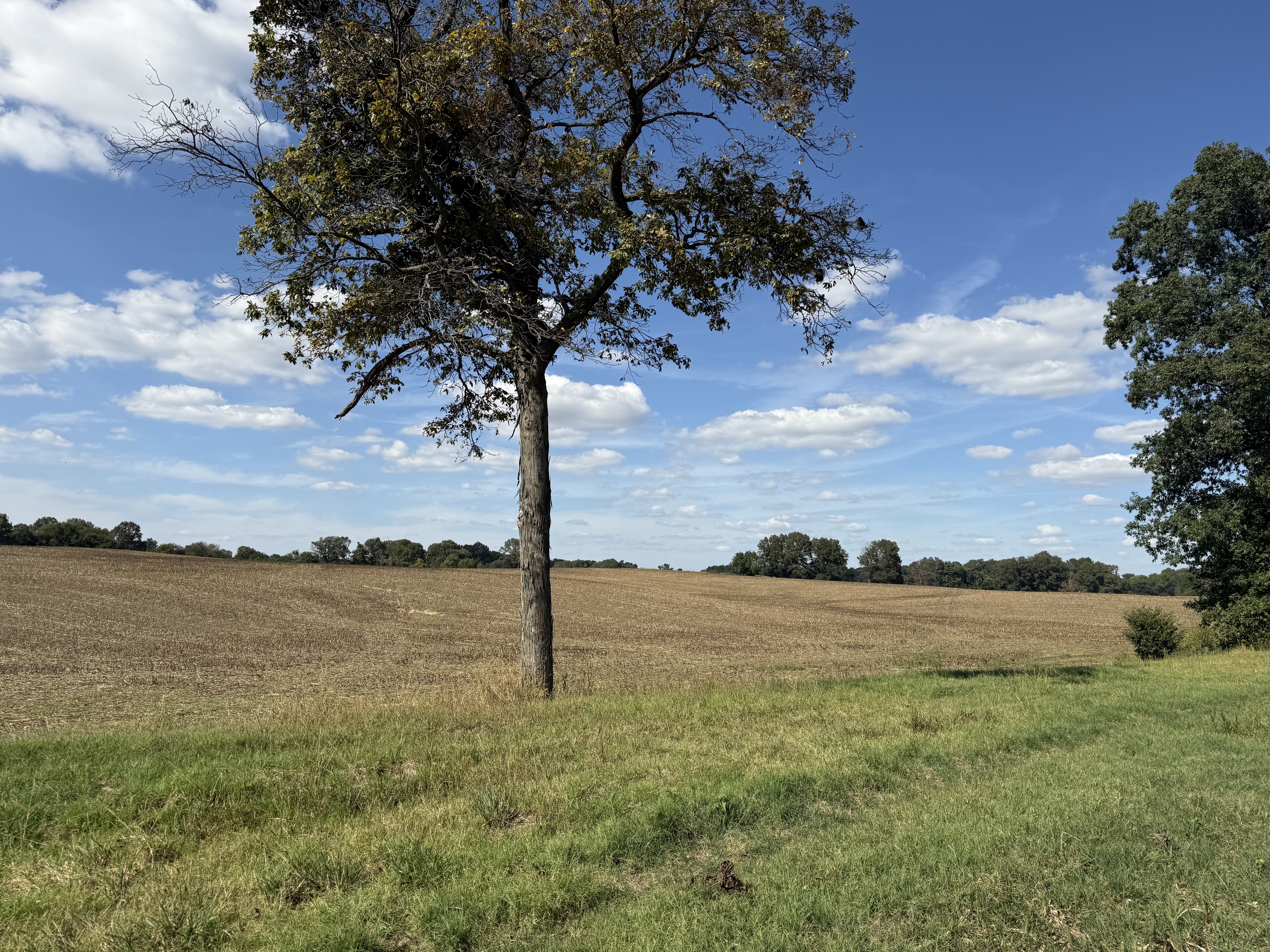 Union City, Tennessee, 38261, United States, ,Land,For Sale,1983547