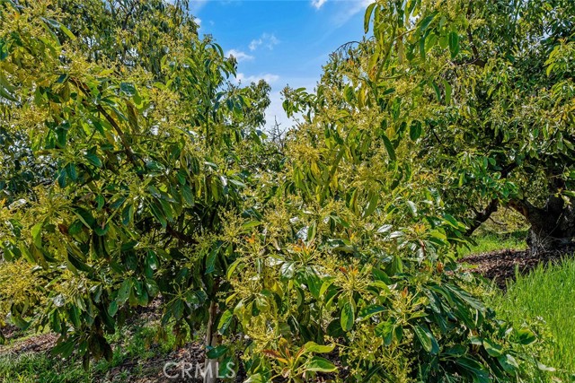 Temecula, California, 92590, United States, ,Land,For Sale,1981678