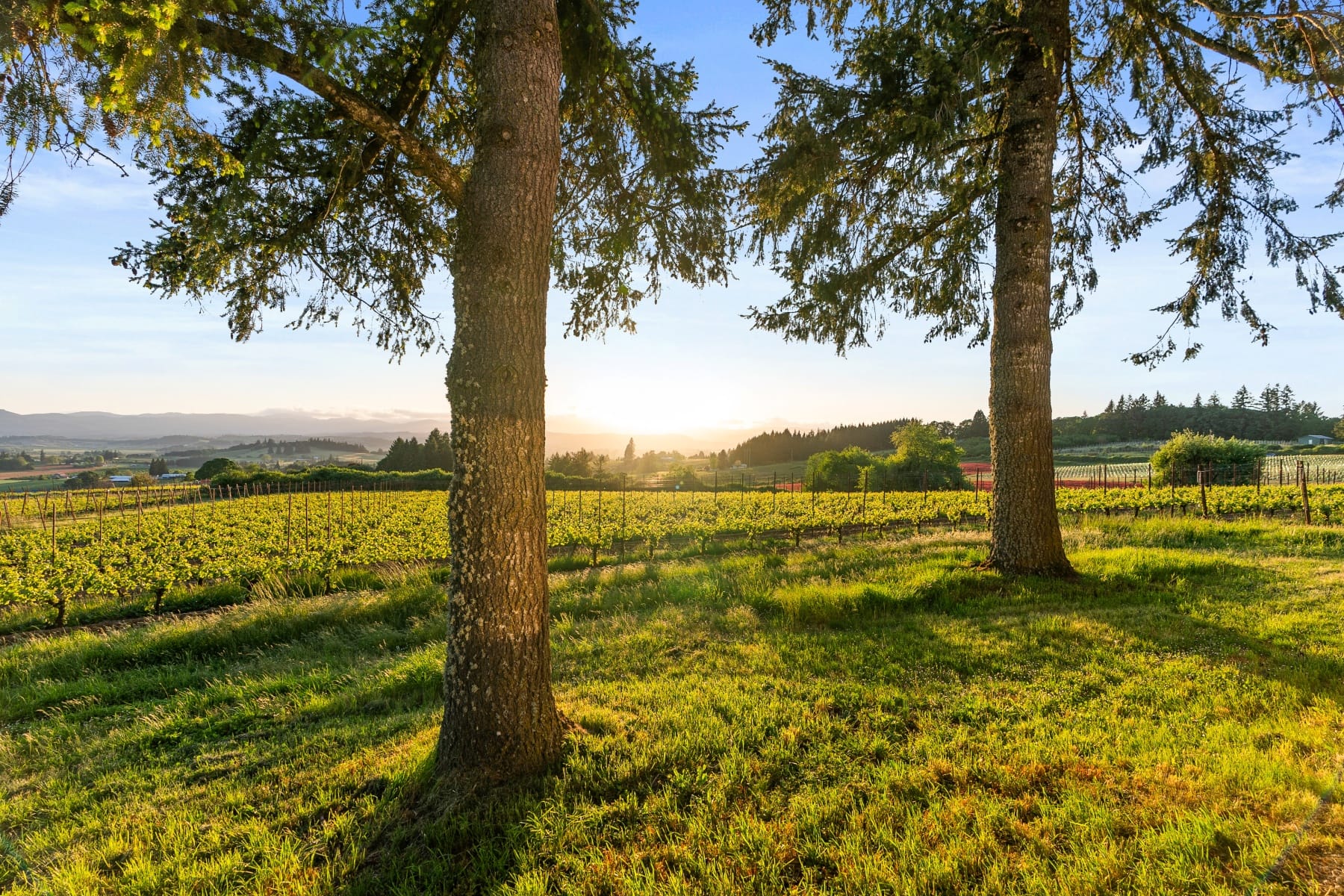  8810 NE BLACKBURN RD Yamhill, OR 97148 - 物件實景
