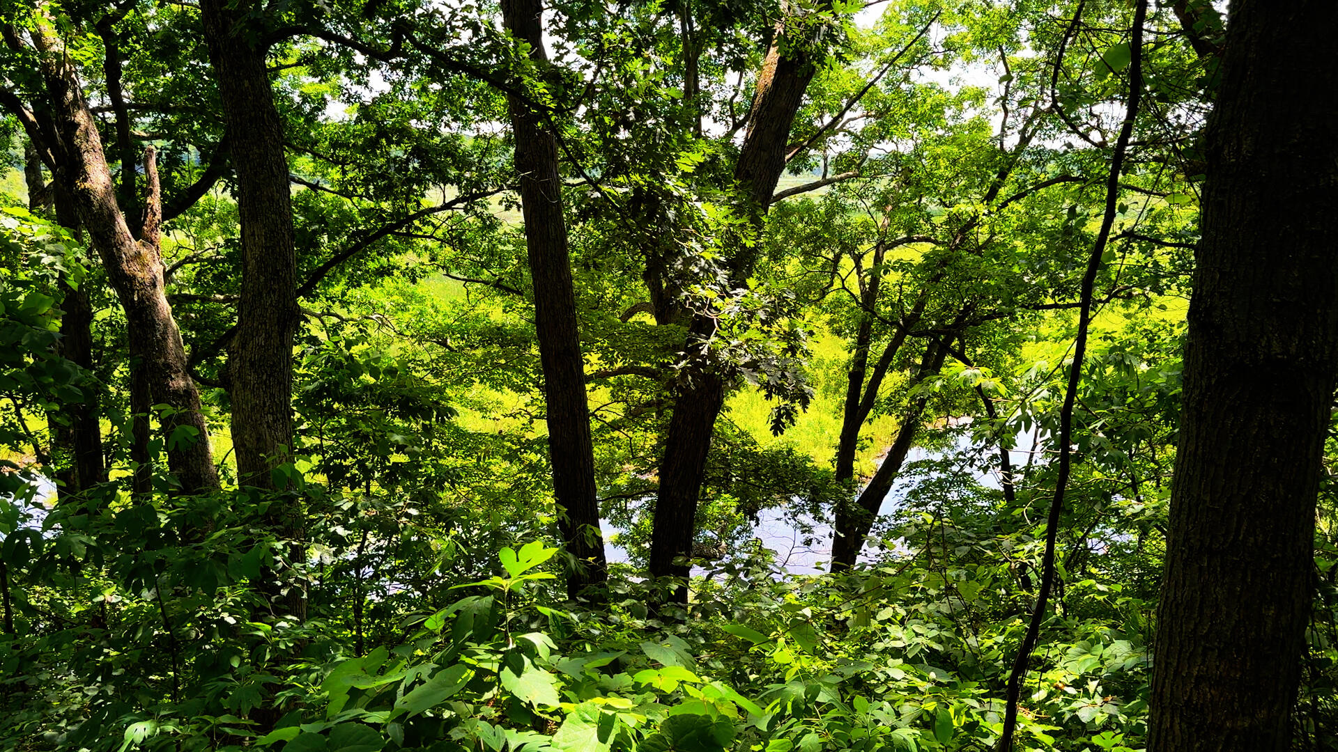 Saugatuck, Michigan, 49453, United States, 2 Bedrooms Bedrooms, ,2 BathroomsBathrooms,Residential,For Sale,1965484