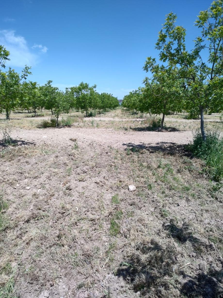 San Francisco de Conchos, Chihuahua, 33680, Mexico, 1 Bedroom Bedrooms, ,Residential,For Sale,1991228