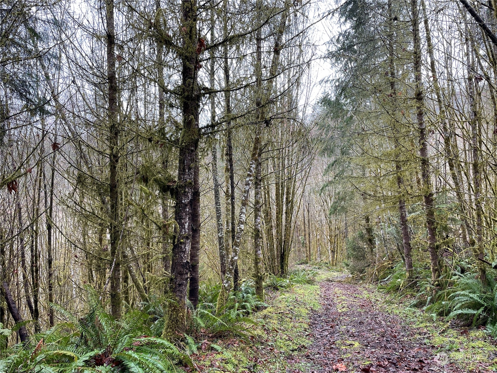 0 Fallert Road, Kalama, Washington, 98625, United States, ,Land,For Sale,0 Fallert Road,1273199
