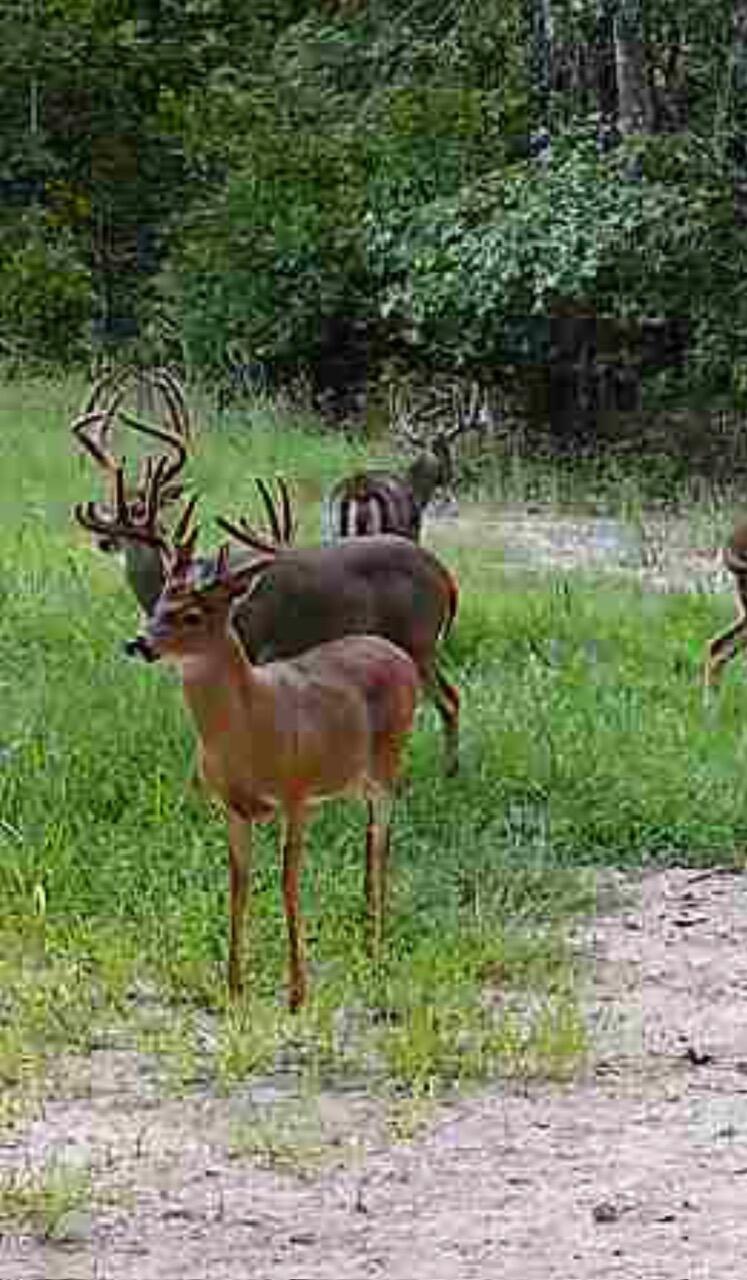 Norwood, Missouri, 65717, United States, 3 Bedrooms Bedrooms, ,3 BathroomsBathrooms,Residential,For Sale,2006315