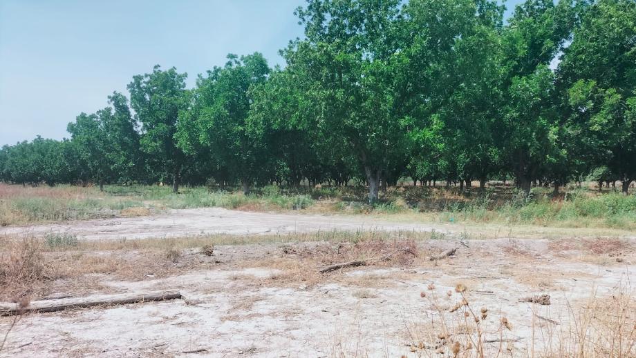 Parras, Coahuila de Zaragoza, 27989, Mexico, 1 Bedroom Bedrooms, ,Residential,For Sale,1840781