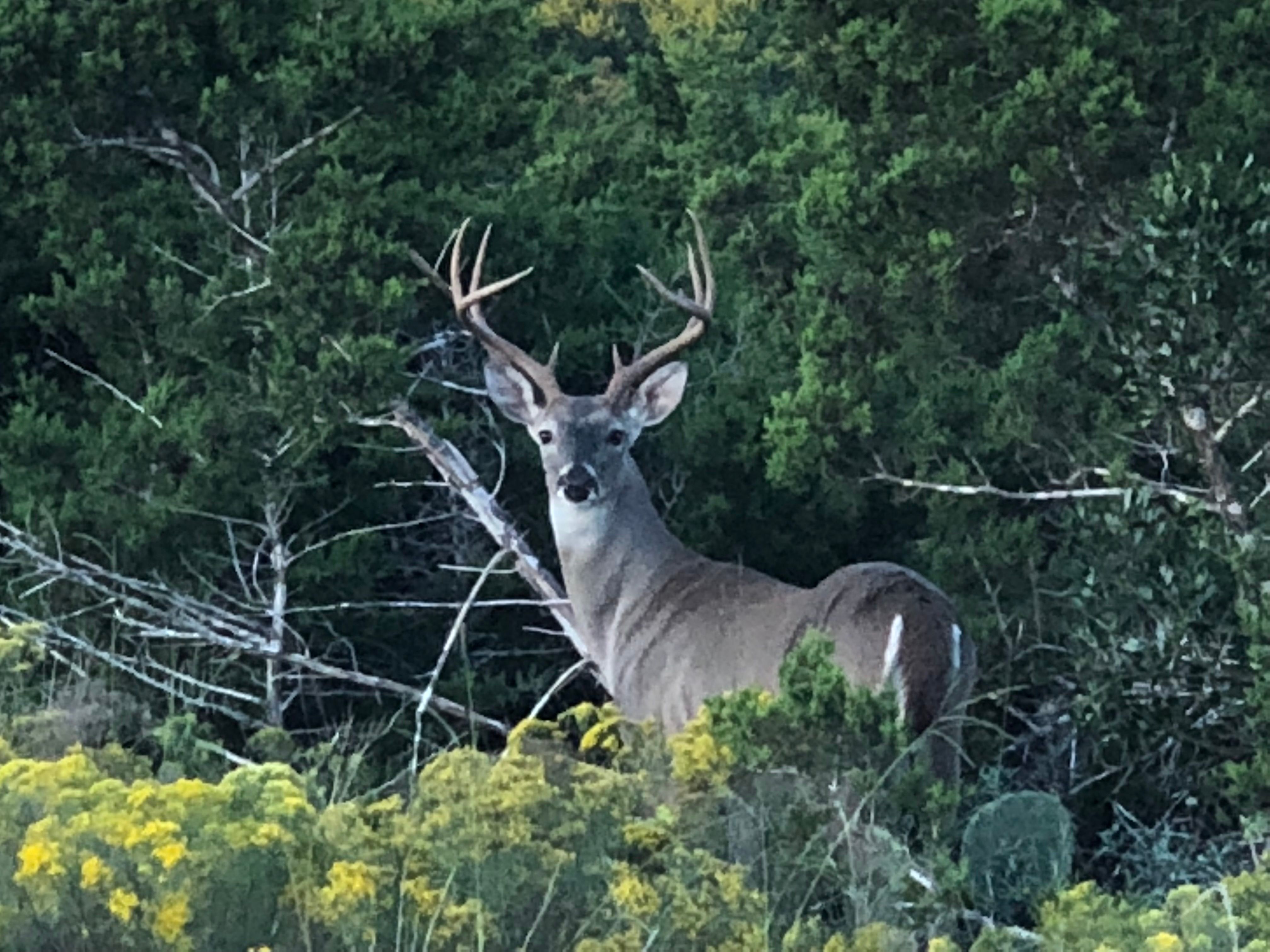  72+/- Acre Palmetto Creek Ranch - 物件實景