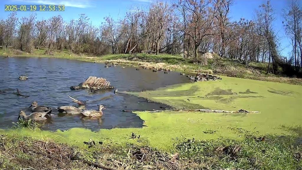Yantis, Texas, 75497, United States, ,Land,For Sale,1917714