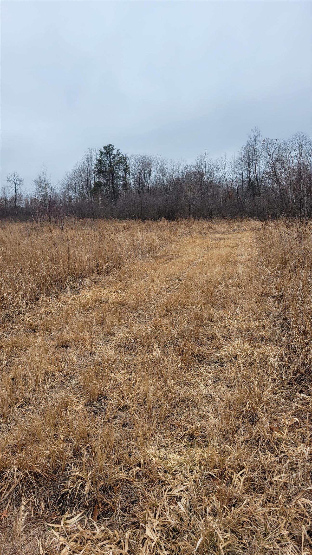 200 Acres Birch Lane, Nekoosa, Wisconsin, 54469, United States, ,Land,For Sale,200 Acres Birch Lane,1626792