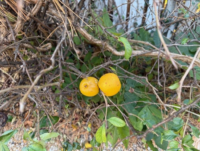 Salem, Virginia, 24153, United States, 4 Bedrooms Bedrooms, ,4 BathroomsBathrooms,Residential,For Sale,1992410