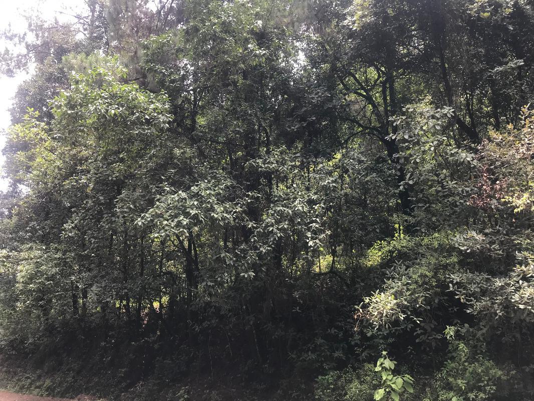 Valle de Bravo, Estado de México, 51200, Mexico, 1 Bedroom Bedrooms, ,Residential,For Sale,1739081