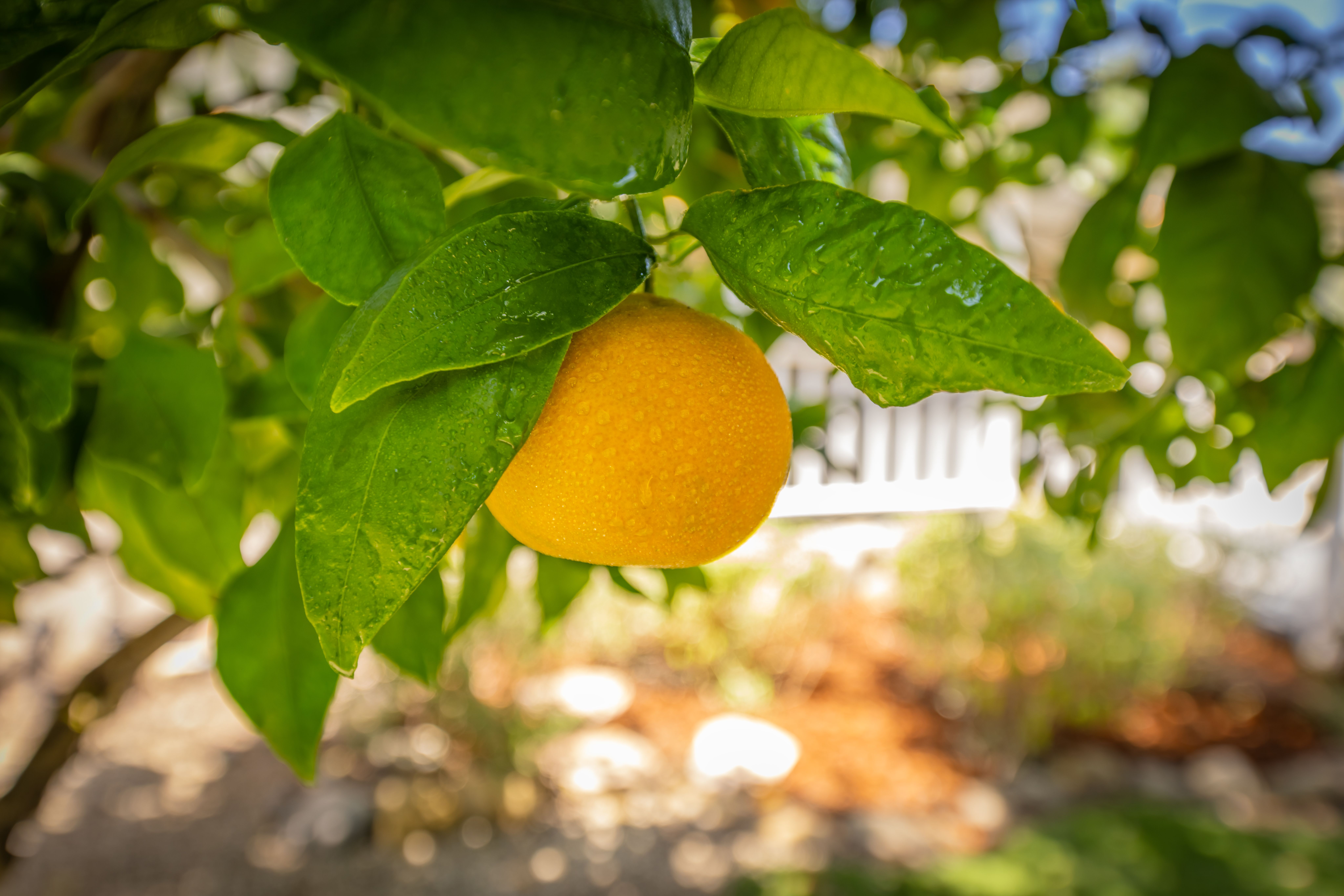  919 East Matilija Street, Ojai, CA 93023 - 物件實景