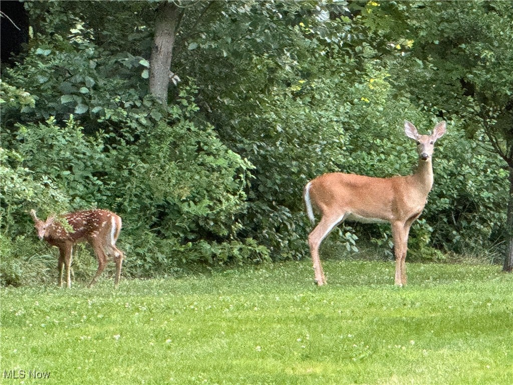 Canfield, Ohio, 44406, United States, 4 Bedrooms Bedrooms, ,3 BathroomsBathrooms,Residential,For Sale,2005733