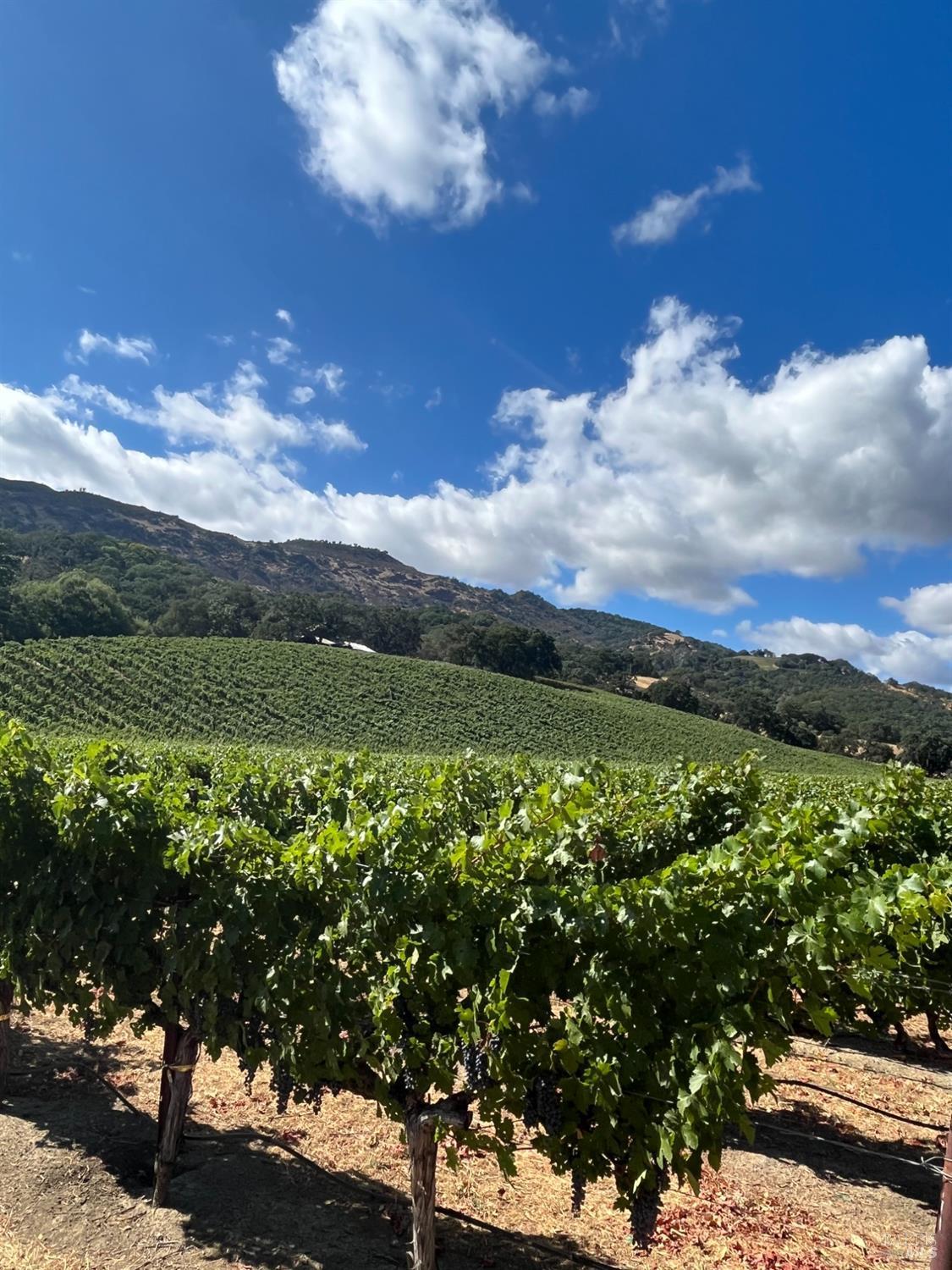 Napa, California, 94558, United States, 3 Bedrooms Bedrooms, ,3 BathroomsBathrooms,Residential,For Sale,1991897