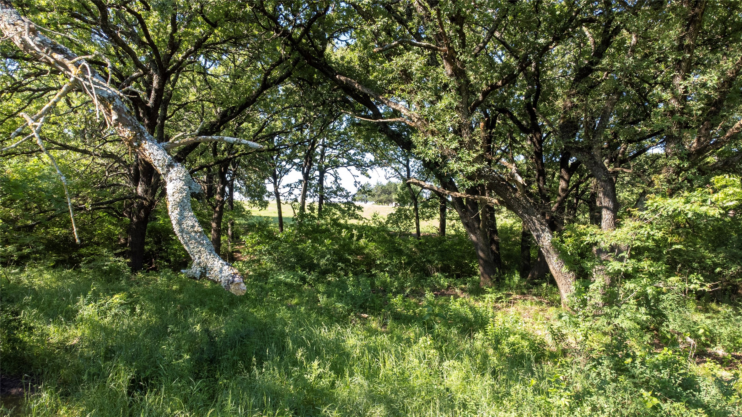 Sadler, Texas, 76264, United States, ,Land,For Sale,1837426