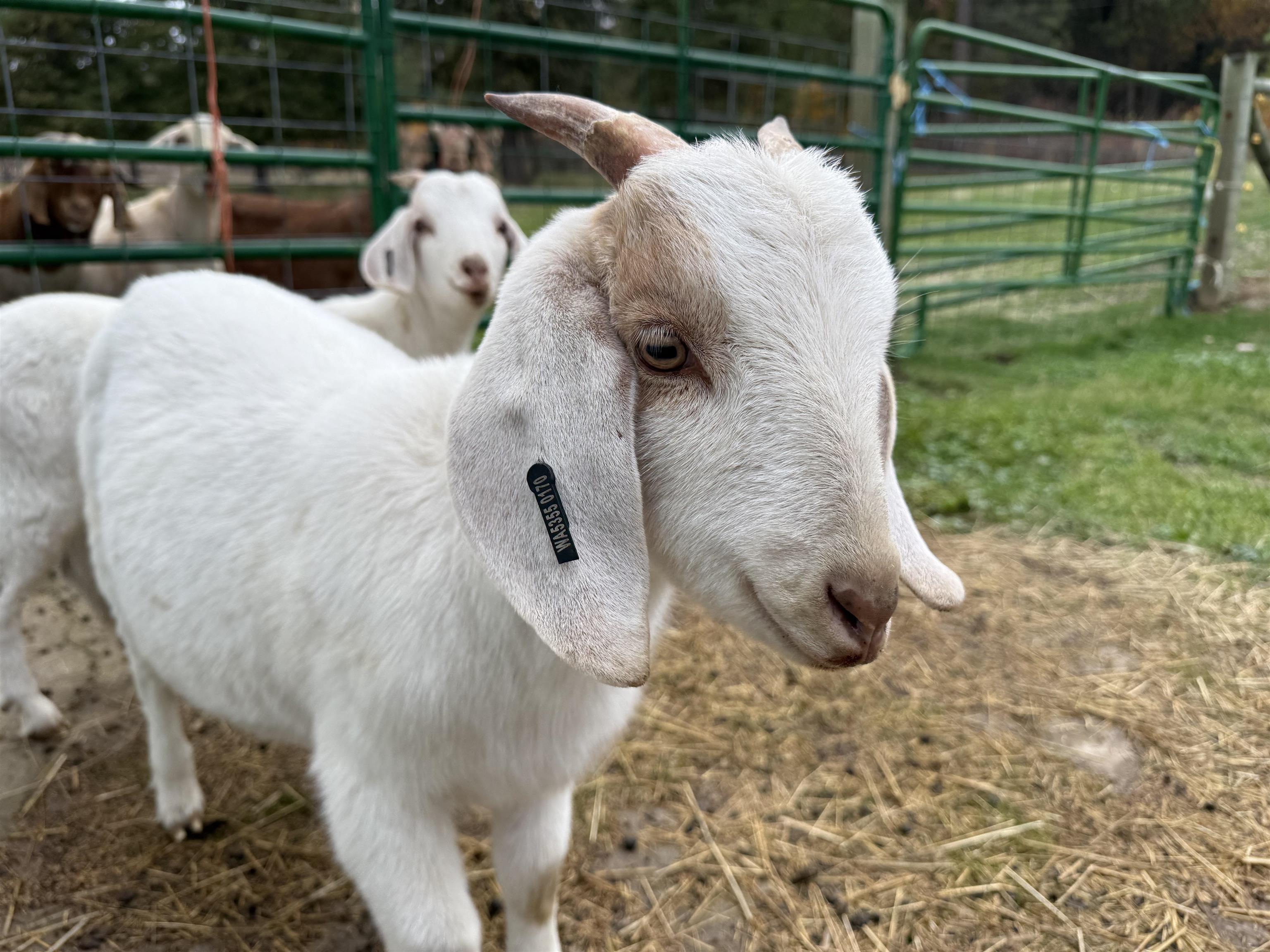 Deer Park, Washington, 99006, United States, 4 Bedrooms Bedrooms, ,3 BathroomsBathrooms,Residential,For Sale,1992007