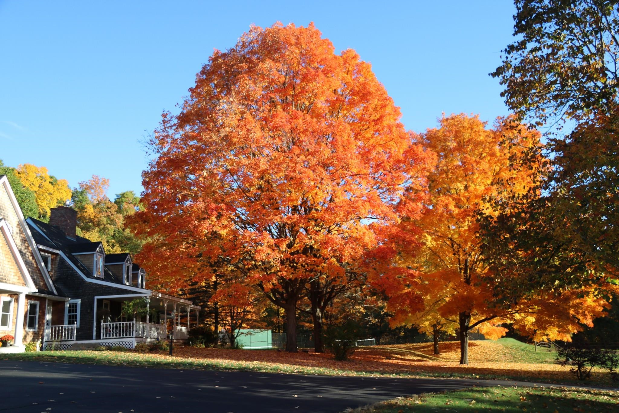 Hollis, New Hampshire, 03049, United States, 7 Bedrooms Bedrooms, ,5 BathroomsBathrooms,Residential,For Sale,1934449
