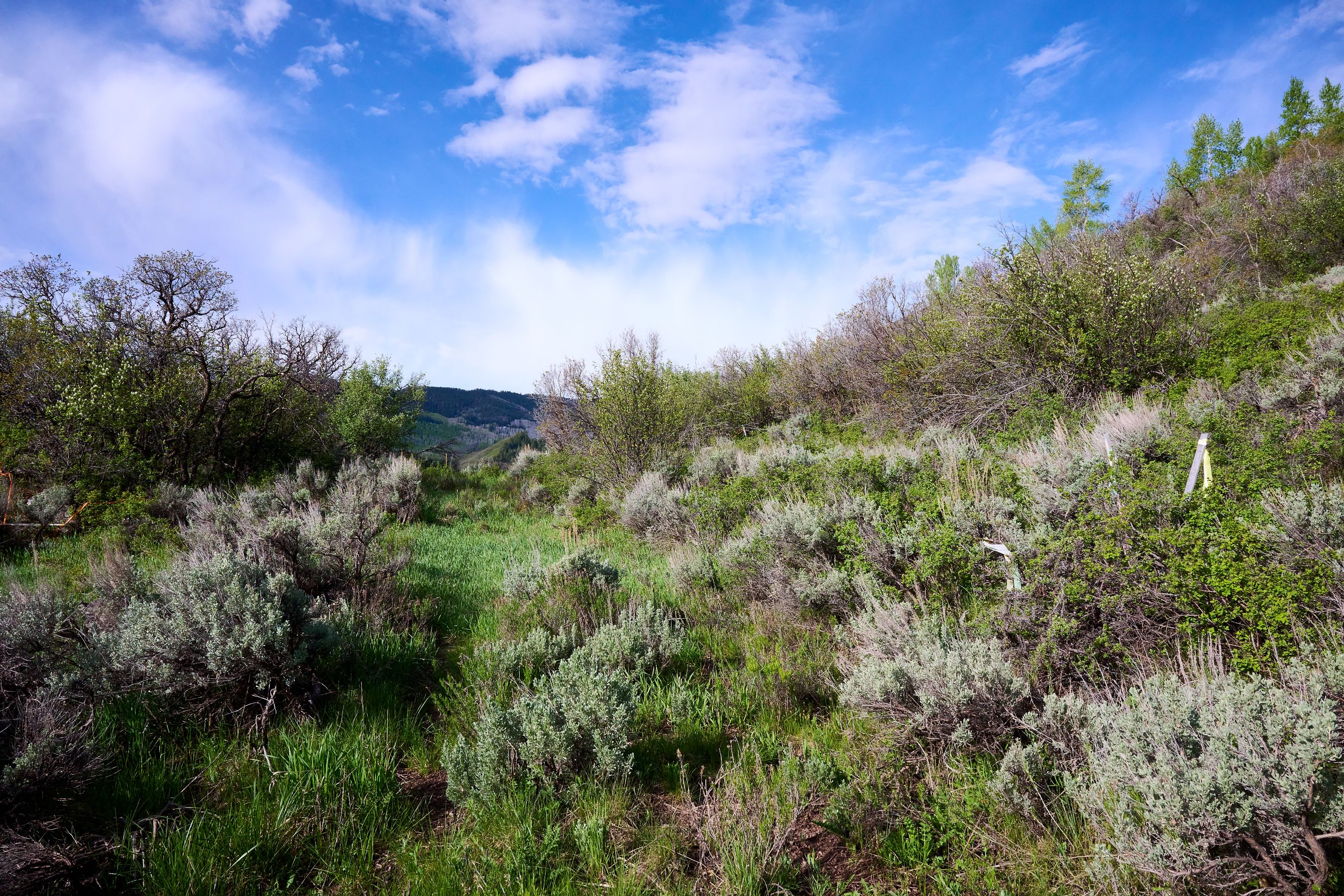  51 Shield O Road, Snowmass, CO, 81654 - 物件實景