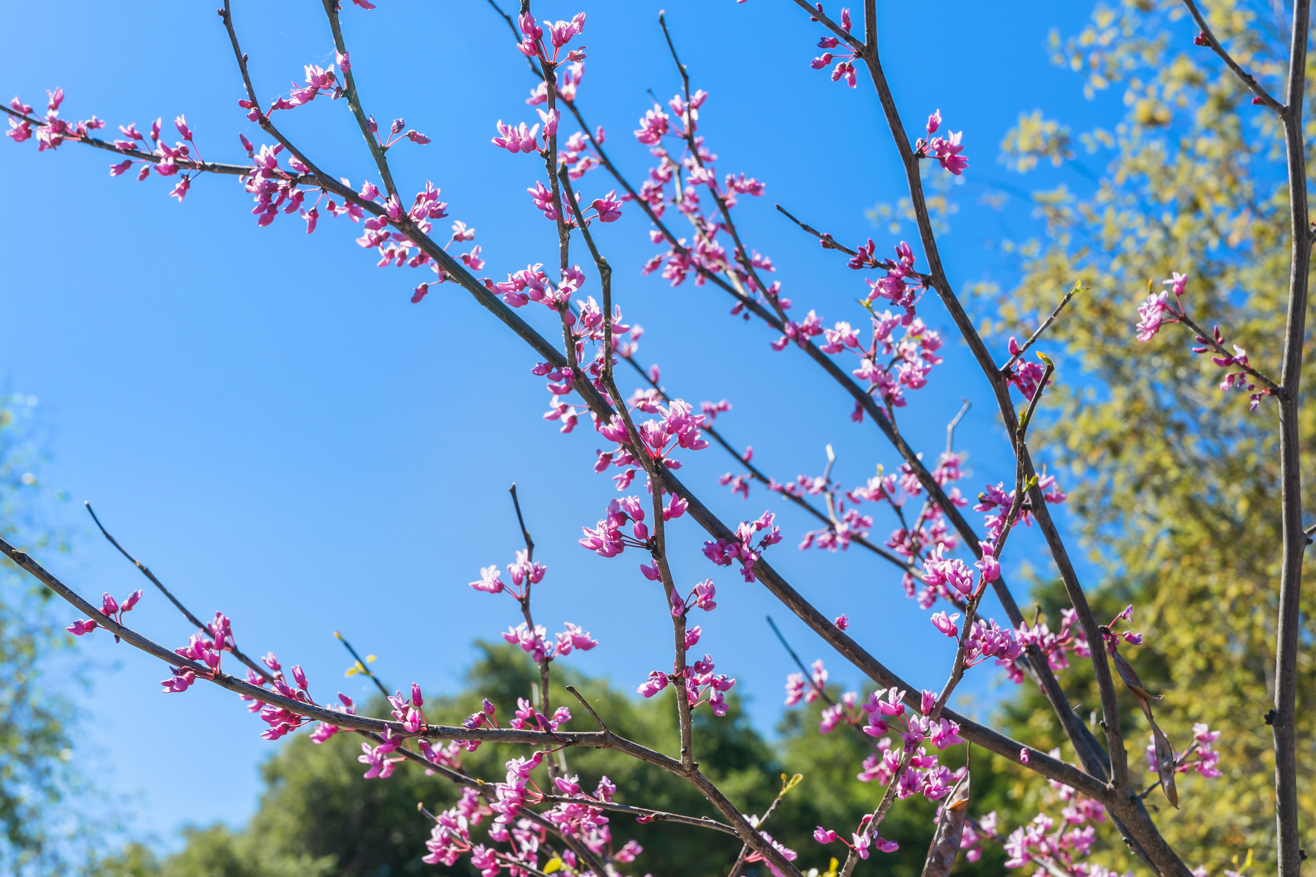  1118 Capello Way, Ojai, CA 93023 - 物件實景