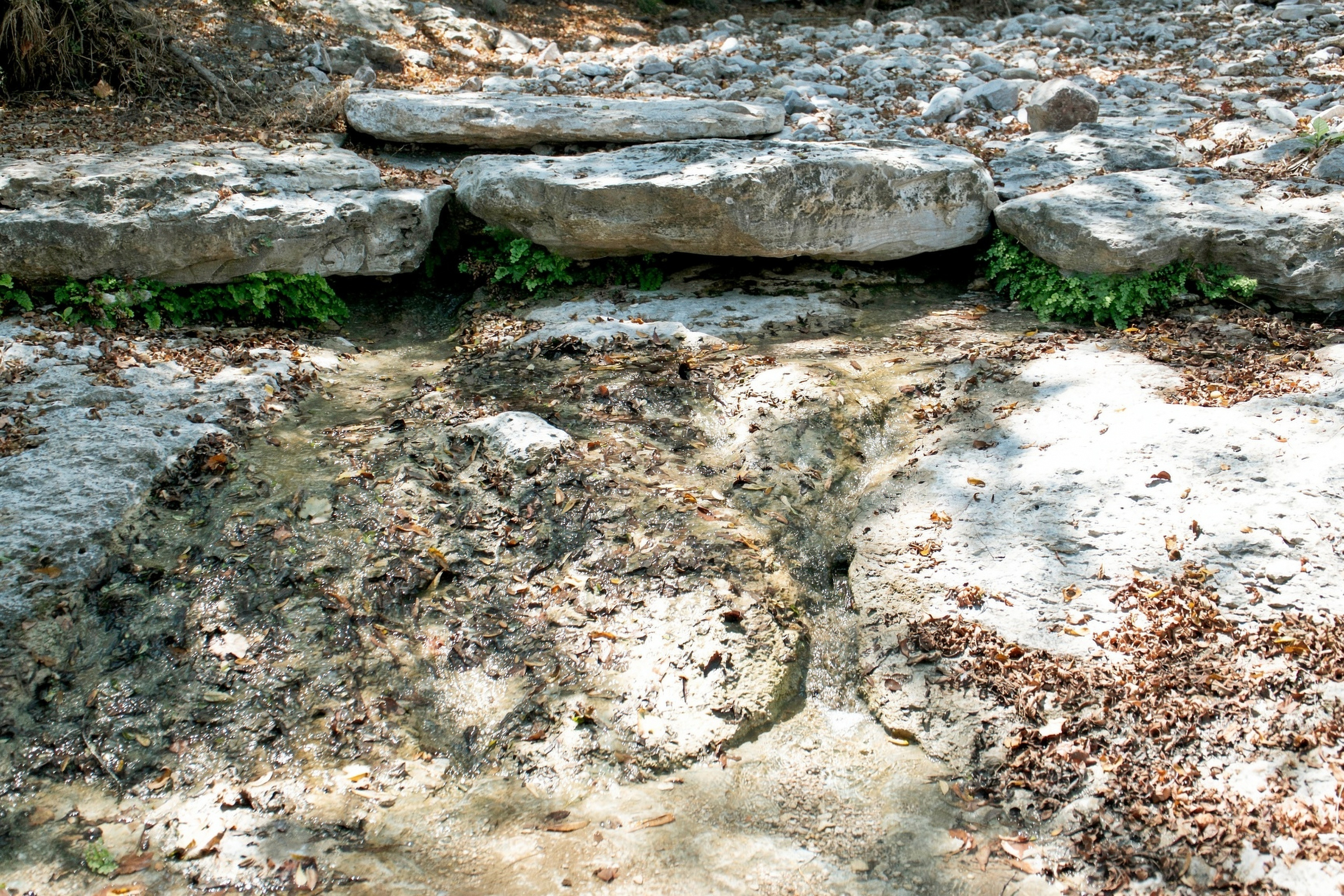  985+/- Acre 12 Springs Ranch - 物件實景