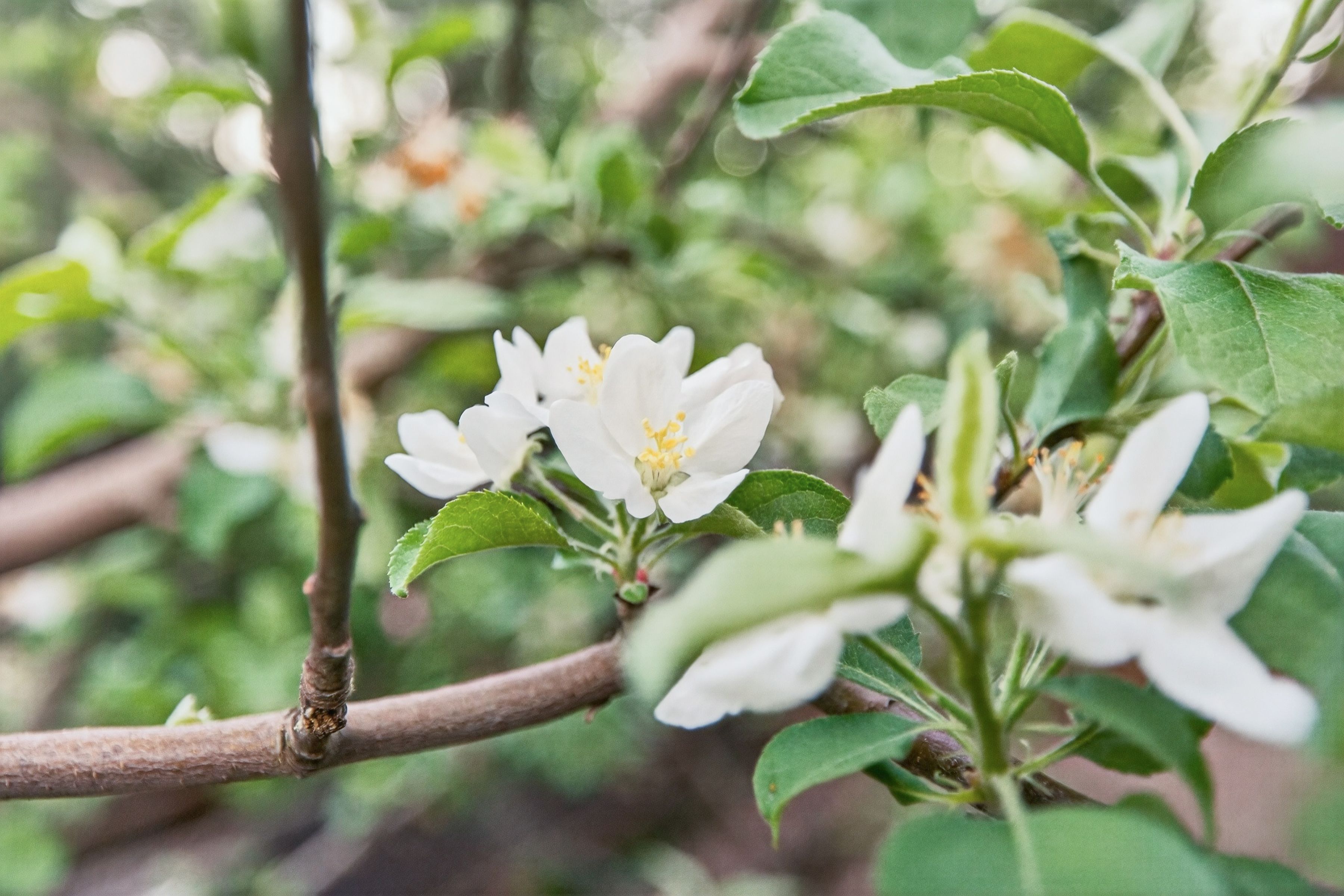  116 Hill Road - 物件實景