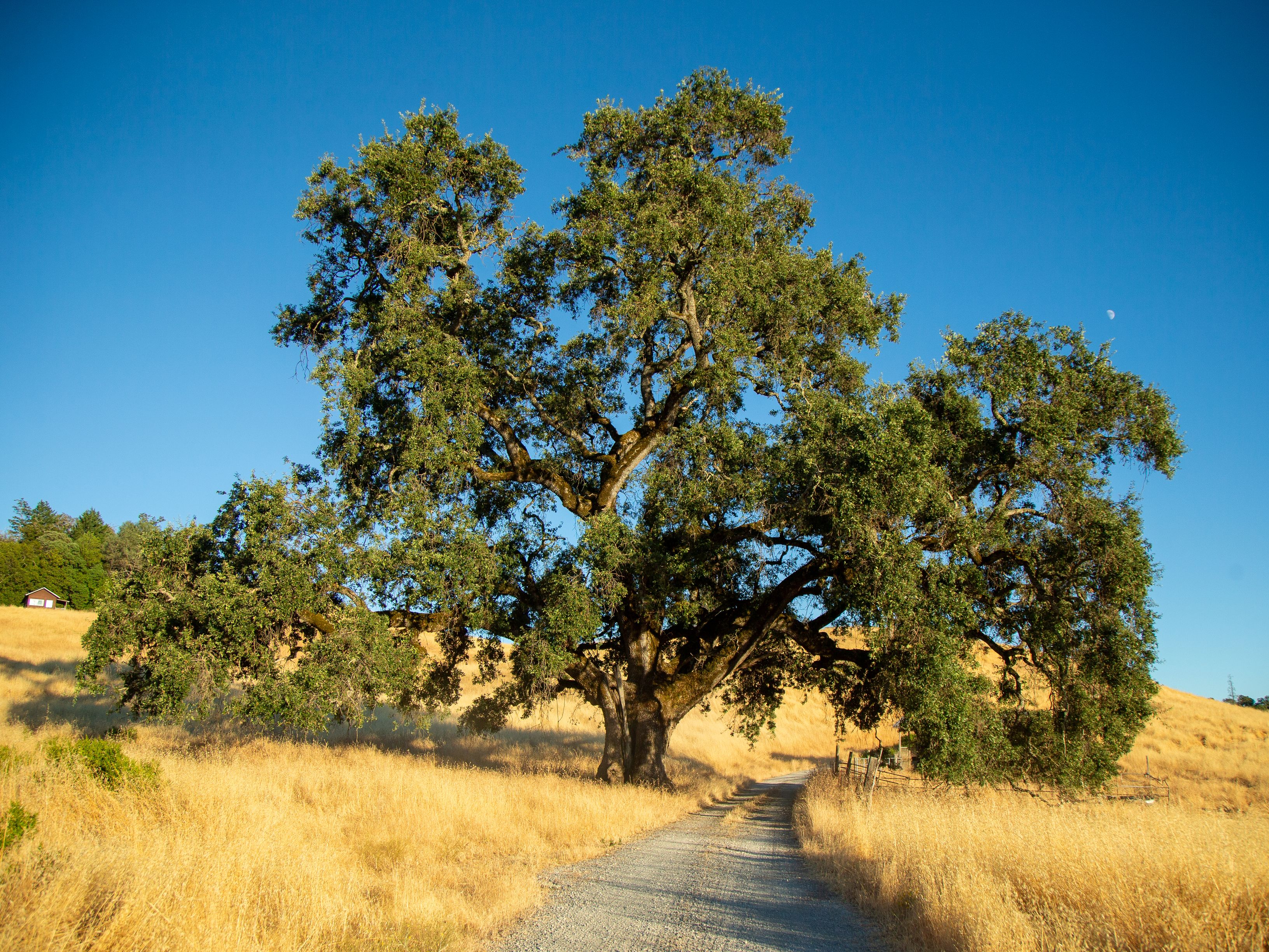  Very Rare Opportunity Alexander Valley Ranch - 物件實景