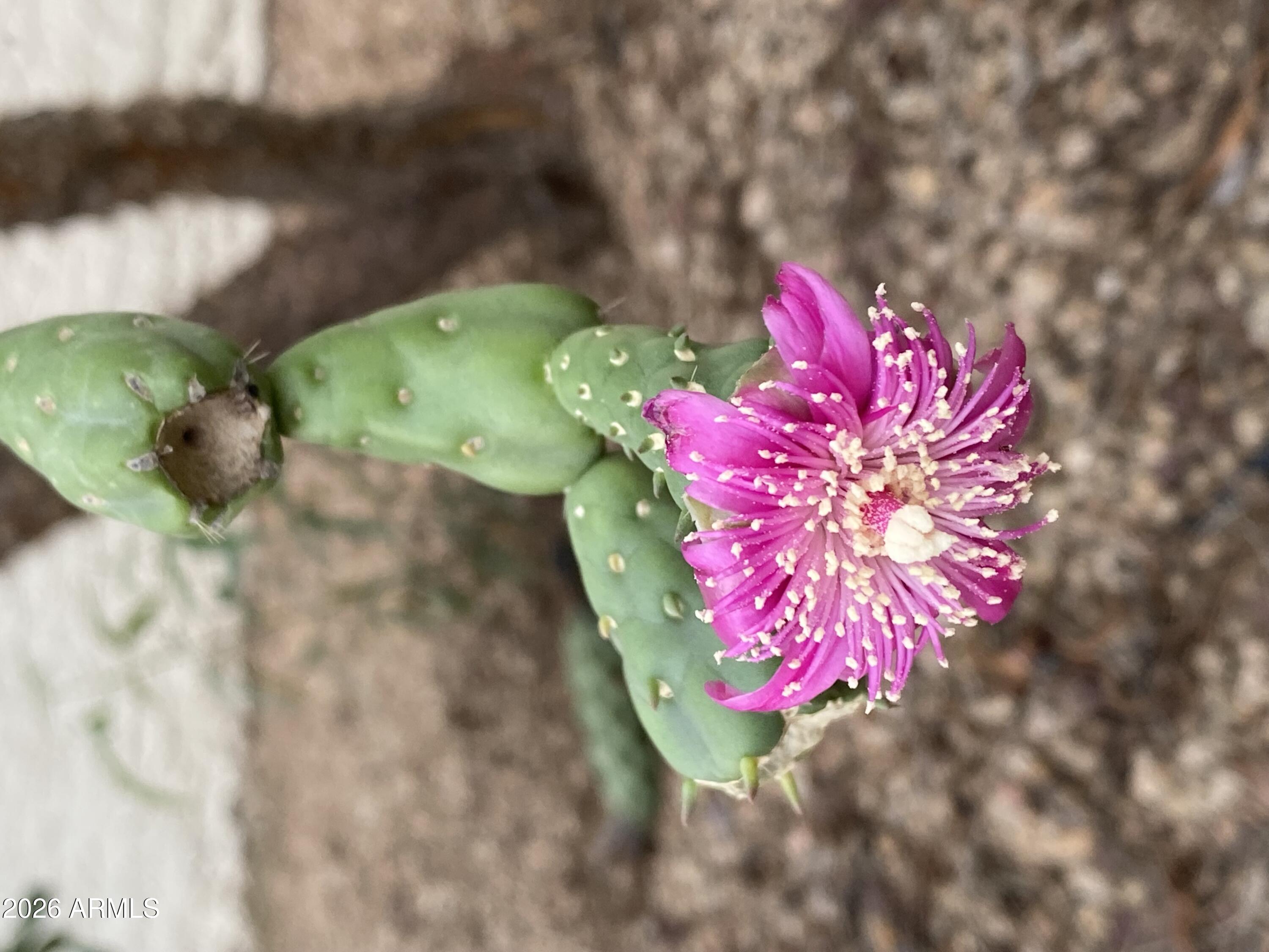  1121 W Aster Drive  Phoenix, AZ - 物件實景