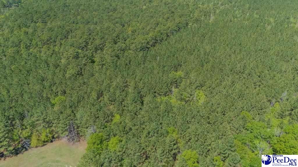 1315 Hill Harrell Road, Effingham, South Carolina, 29541-3179, United States, ,Land,For Sale,1315 Hill Harrell Road,1501598