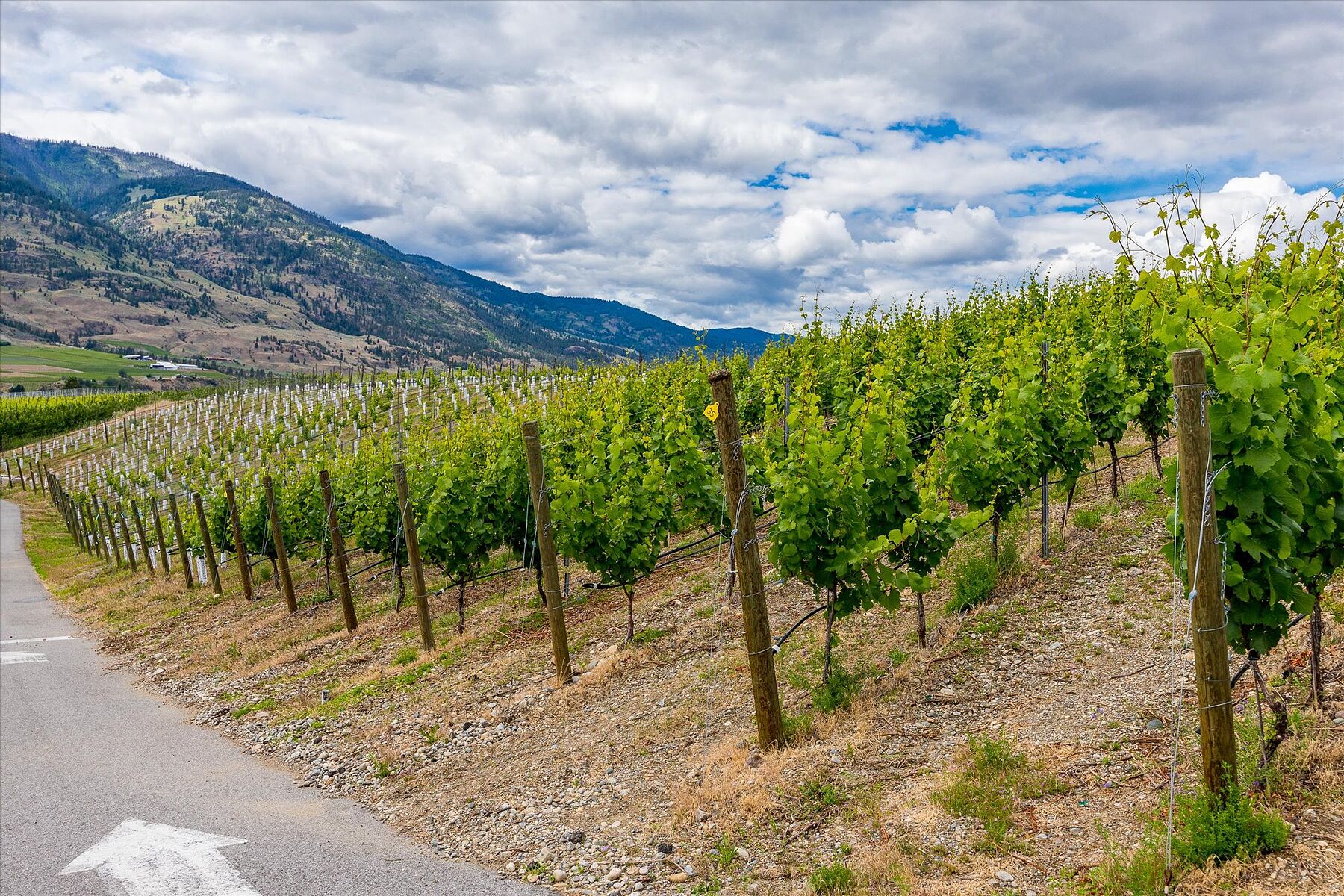  Oliver Winery Opportunity - 物件實景