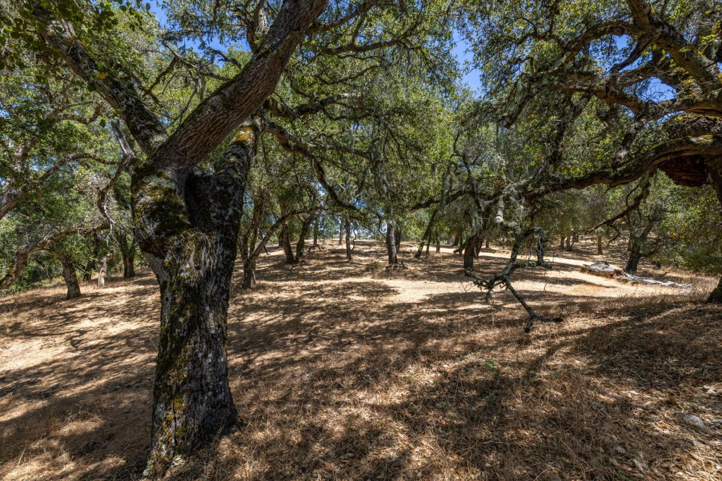 9 Long Ridge Trl, Carmel, California, 93923, United States, ,Land,For Sale,9 Long Ridge Trl,1663124