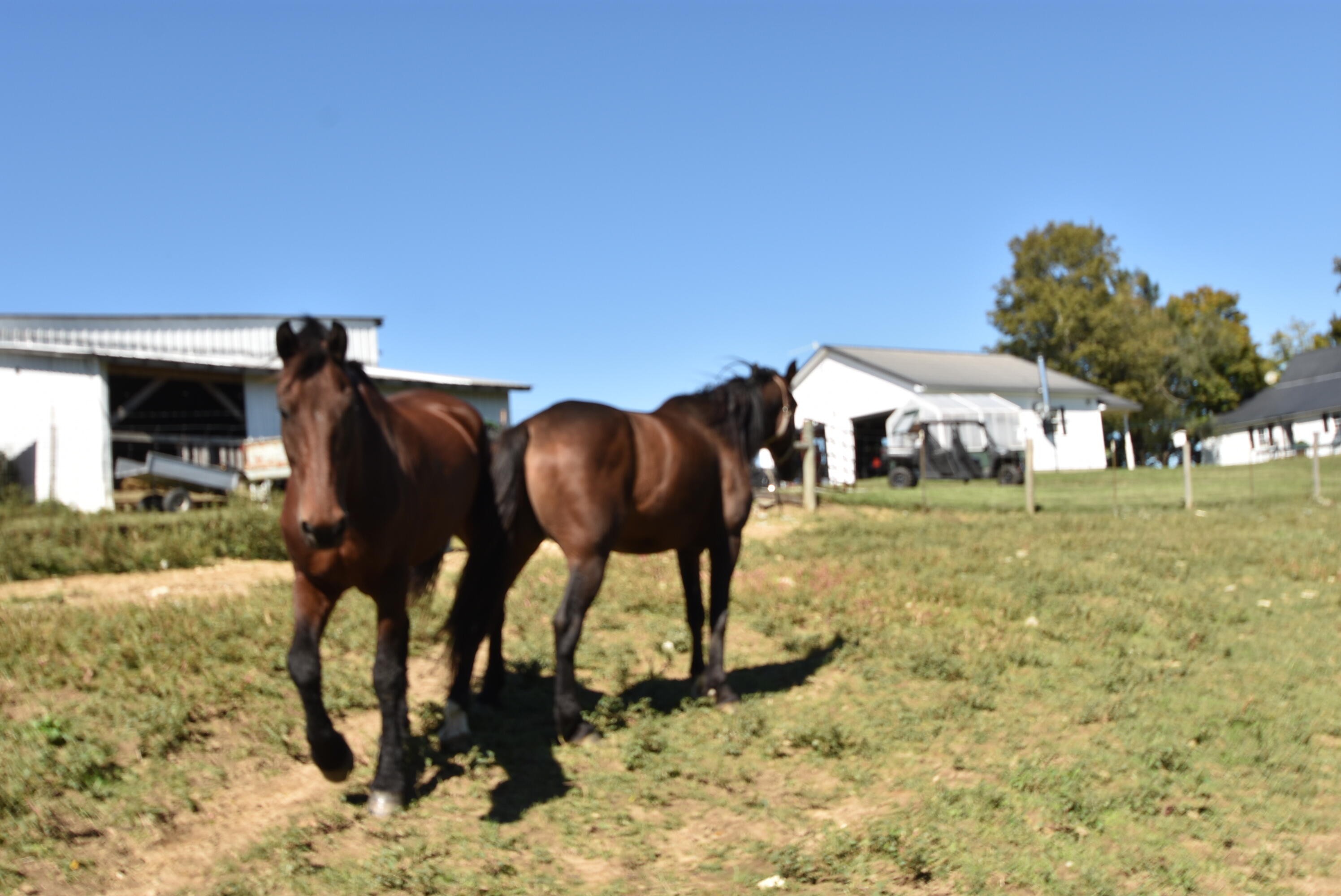 Willisburg, Kentucky, 40078, United States, 4 Bedrooms Bedrooms, ,1 BathroomBathrooms,Residential,For Sale,1962831