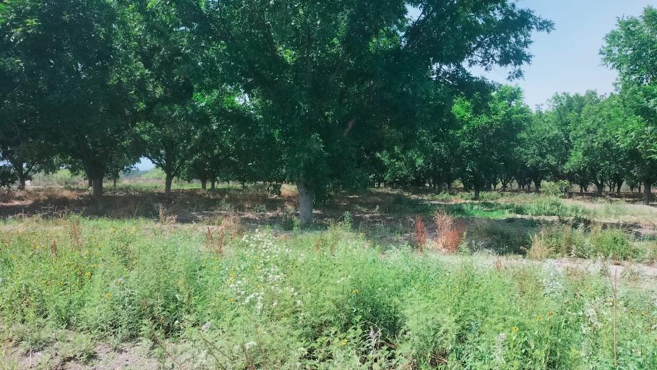Parras, Coahuila de Zaragoza, 27989, Mexico, 1 Bedroom Bedrooms, ,Residential,For Sale,1840781