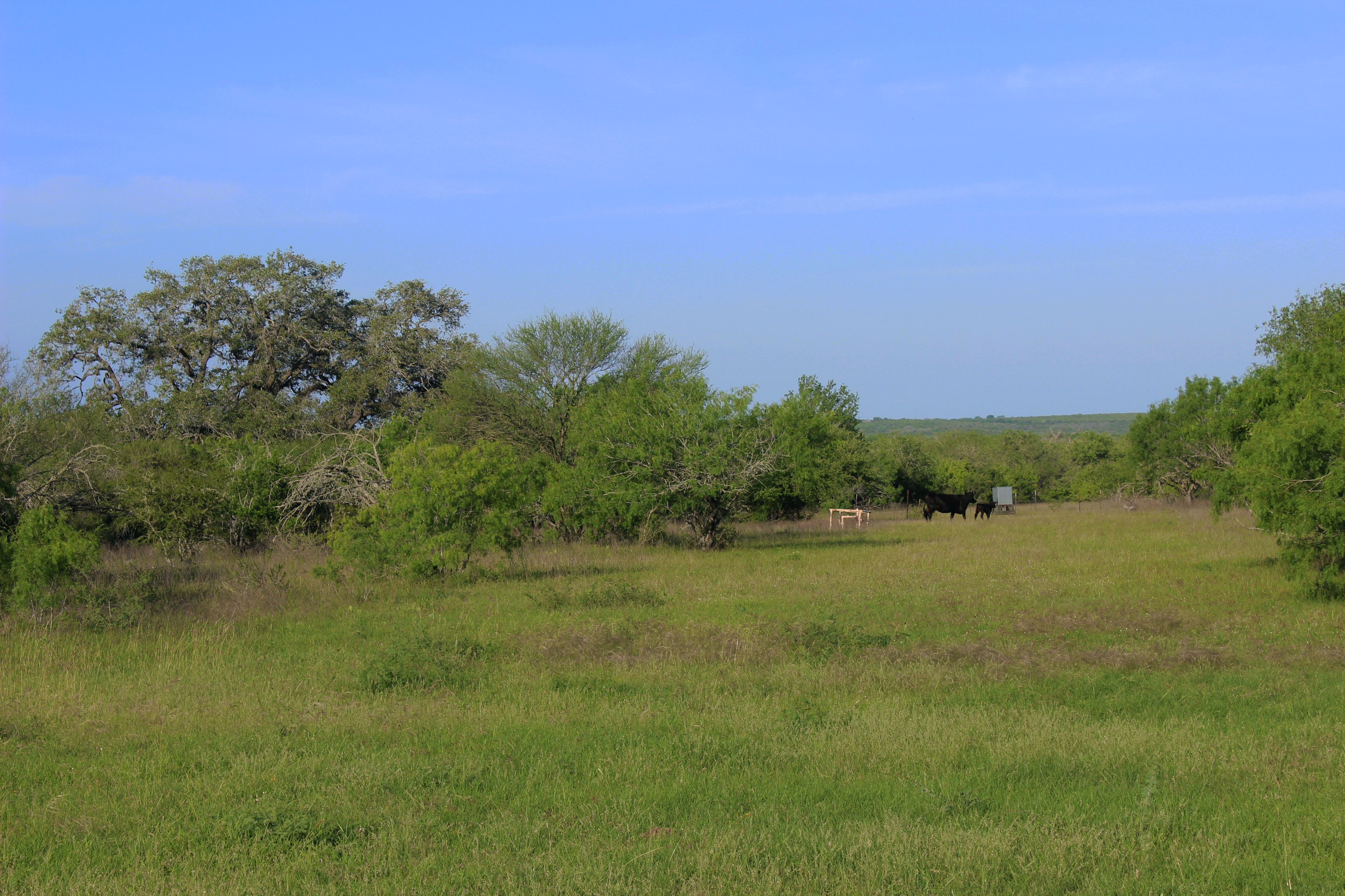  810+/- Acre Cabeza Creek Ranch - 物件實景