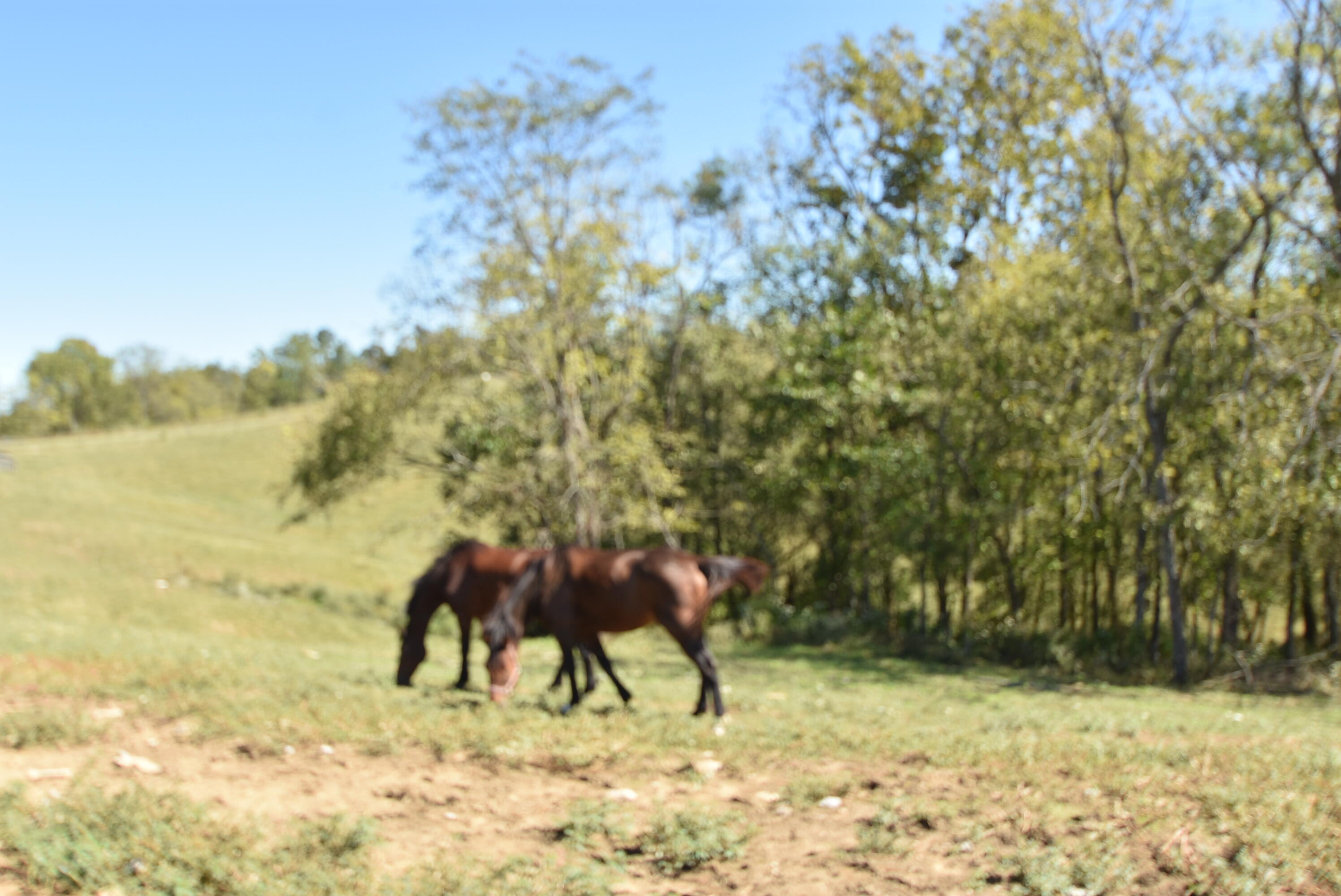 Willisburg, Kentucky, 40078, United States, 4 Bedrooms Bedrooms, ,1 BathroomBathrooms,Residential,For Sale,1962831