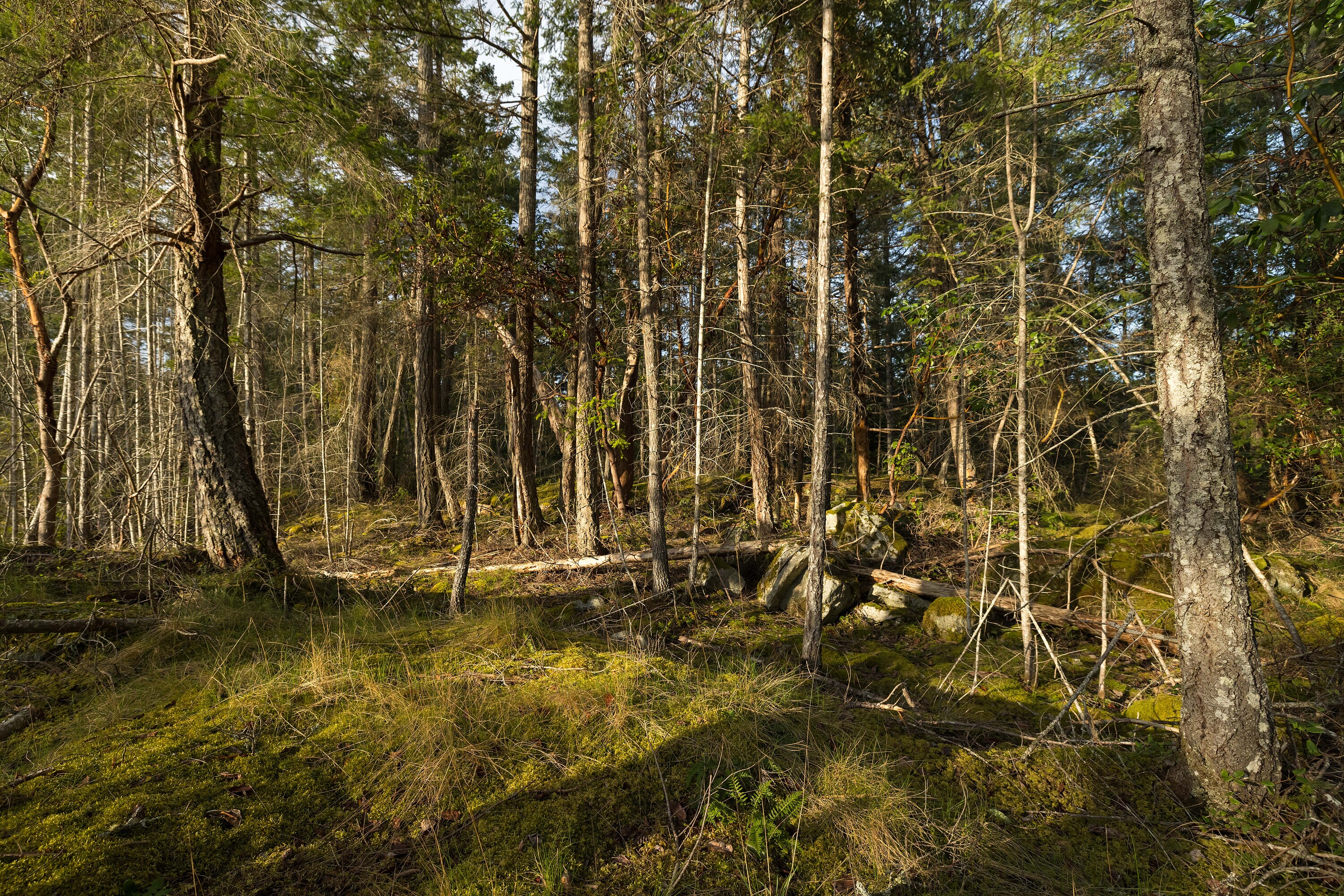 ObjectPhoto52