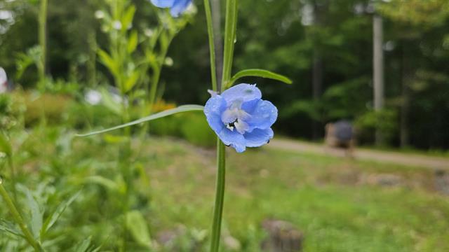 Epsom, New Hampshire, 03234, United States, 2 Bedrooms Bedrooms, ,1 BathroomBathrooms,Residential,For Sale,1861346