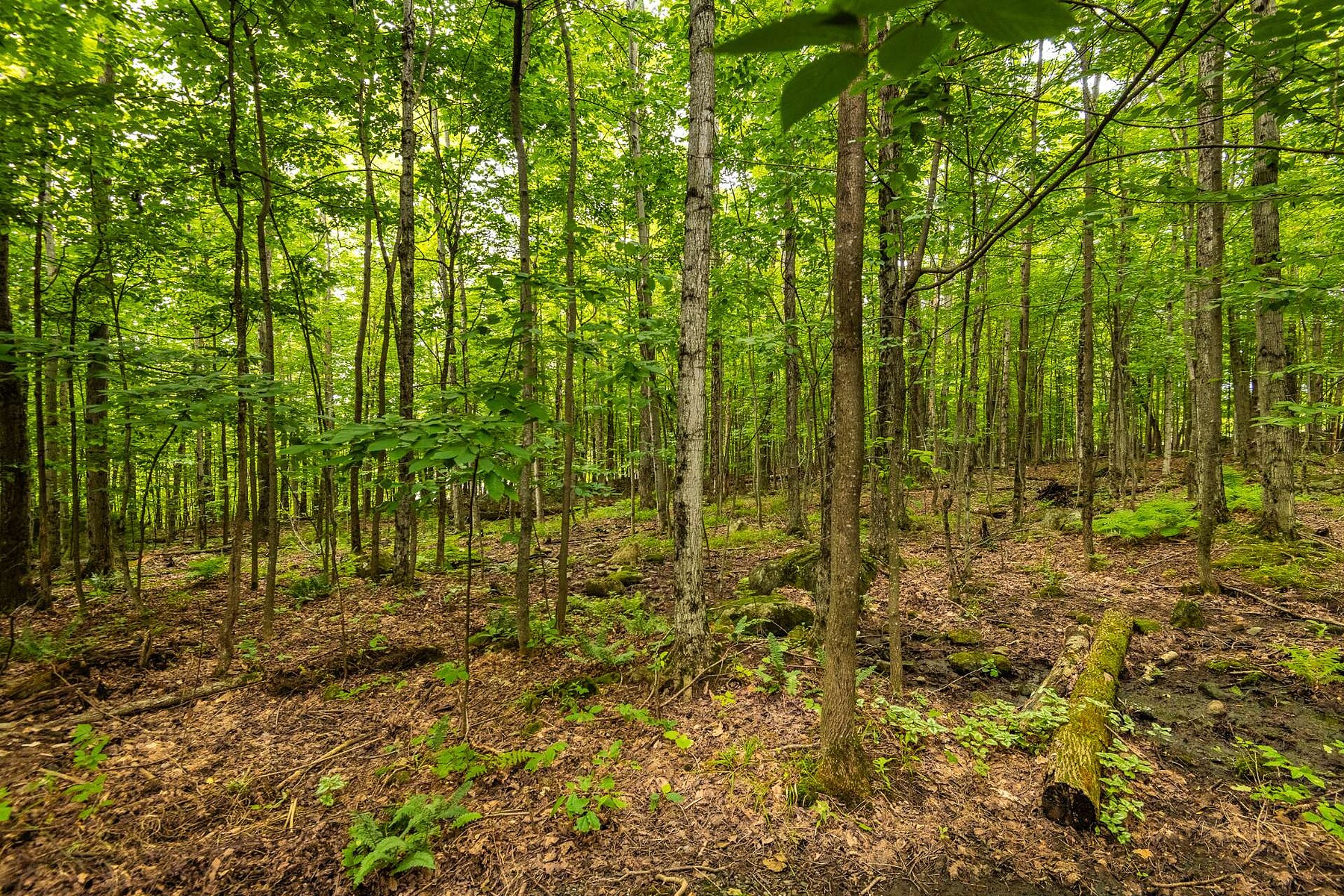  Sutton, Eastern Townships - 物件實景
