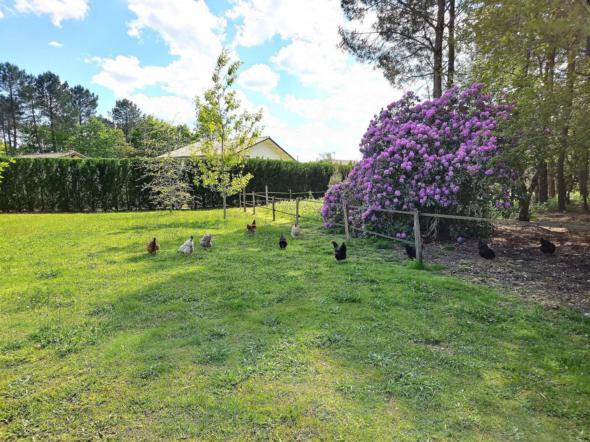 Sanguinet, New Aquitaine, 40460, FR, 5 Bedrooms Bedrooms, ,3 BathroomsBathrooms,Residential,For Sale,1793699