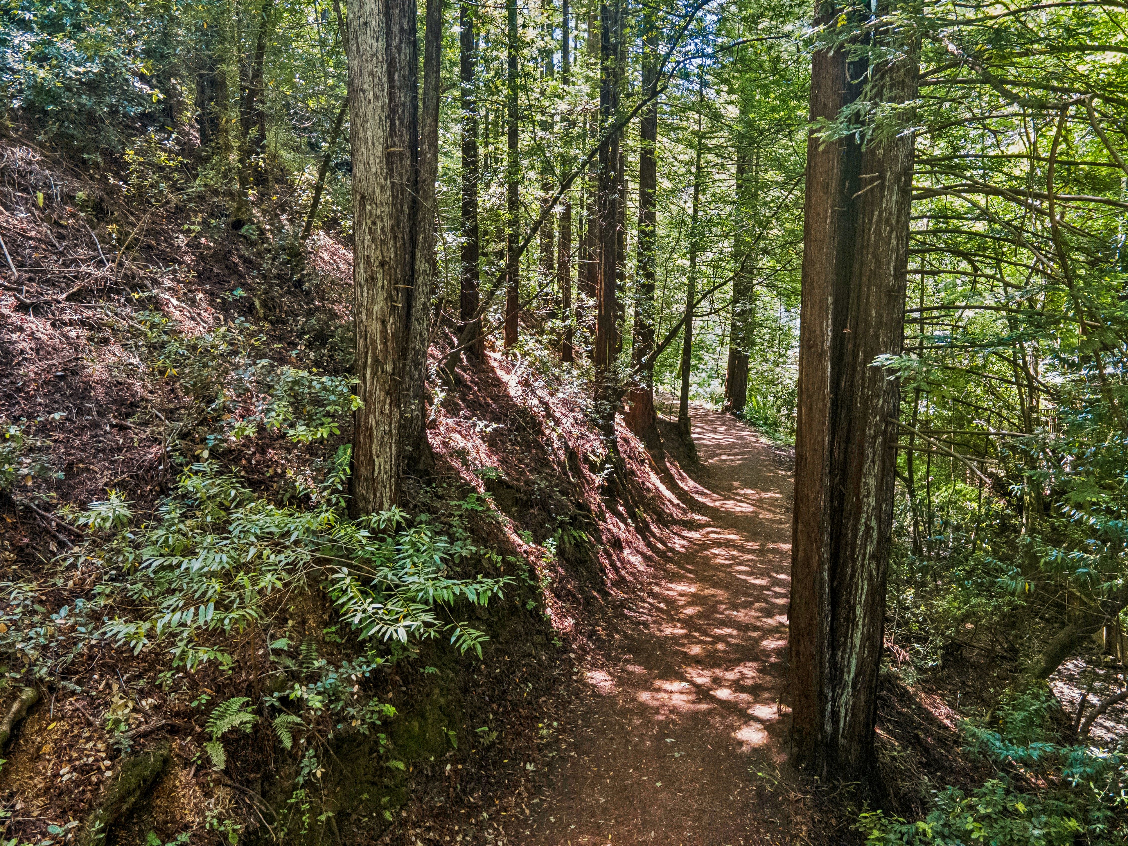  Magical Madrone Canyon Retreat - 物件實景