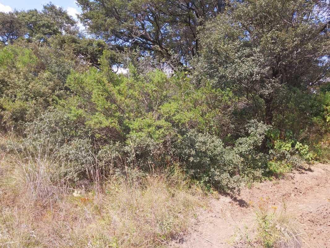 San Luis Retorno El Mirador, Atizapán de Zaragoza, Estado de México, 52938, Mexico, 1 Bedroom Bedrooms, ,Residential,For Sale,San Luis Retorno El Mirador,1616222