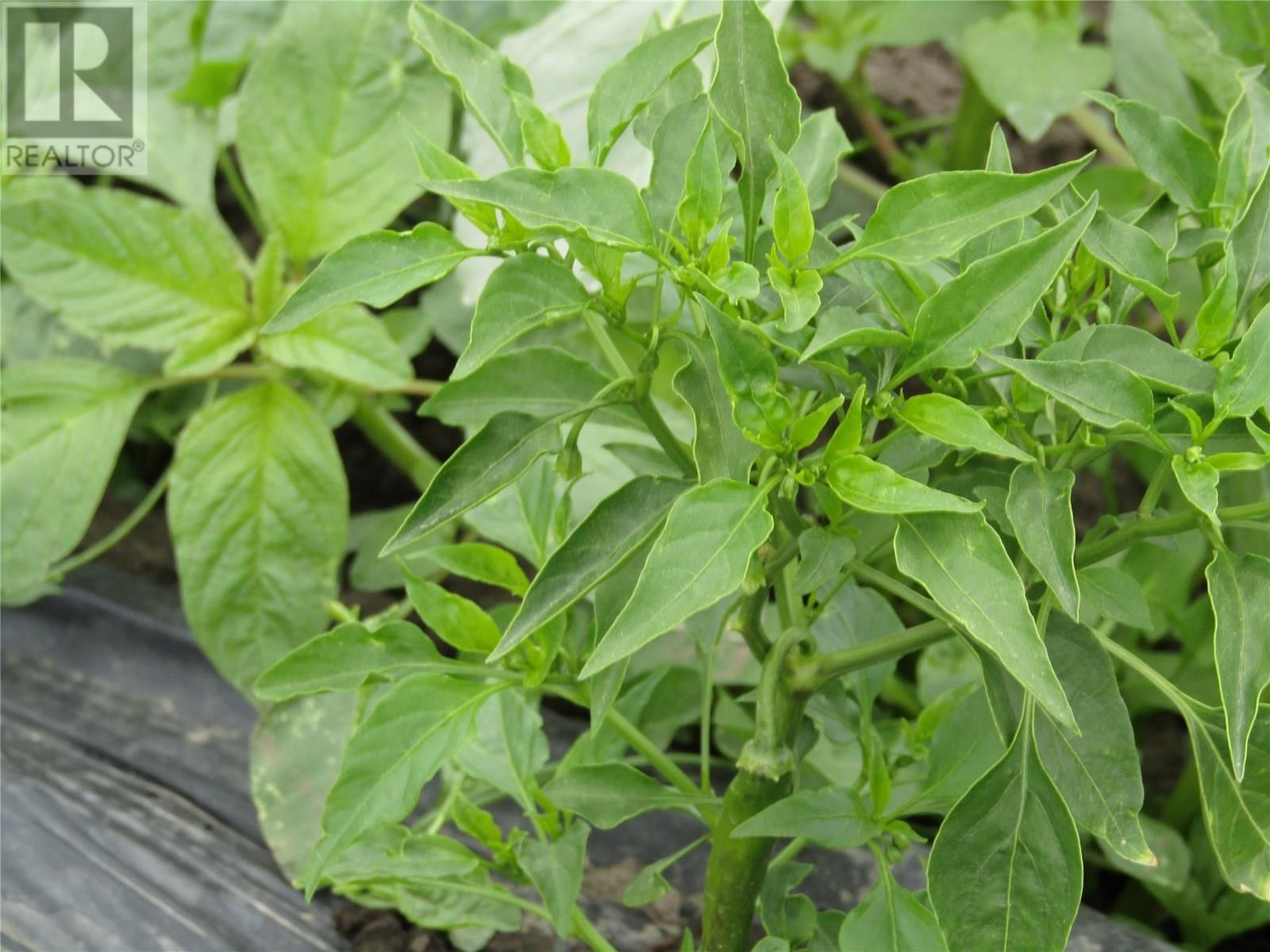 GRAND FORKS, British Columbia, V0H 1H5, CA, 6 Bedrooms Bedrooms, ,3 BathroomsBathrooms,Residential,For Sale,1947693