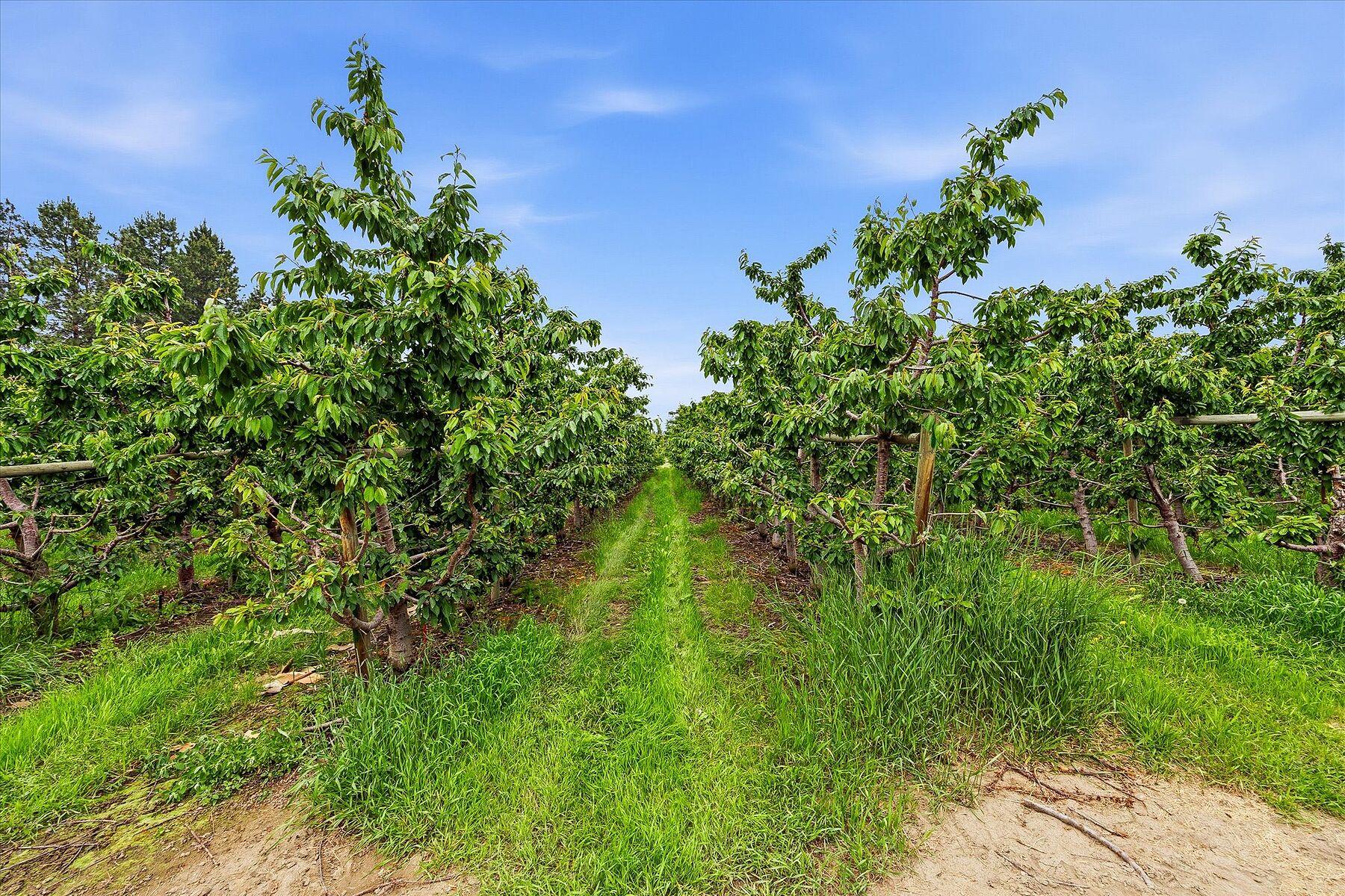  12.81 Acre Orchard - 物件實景