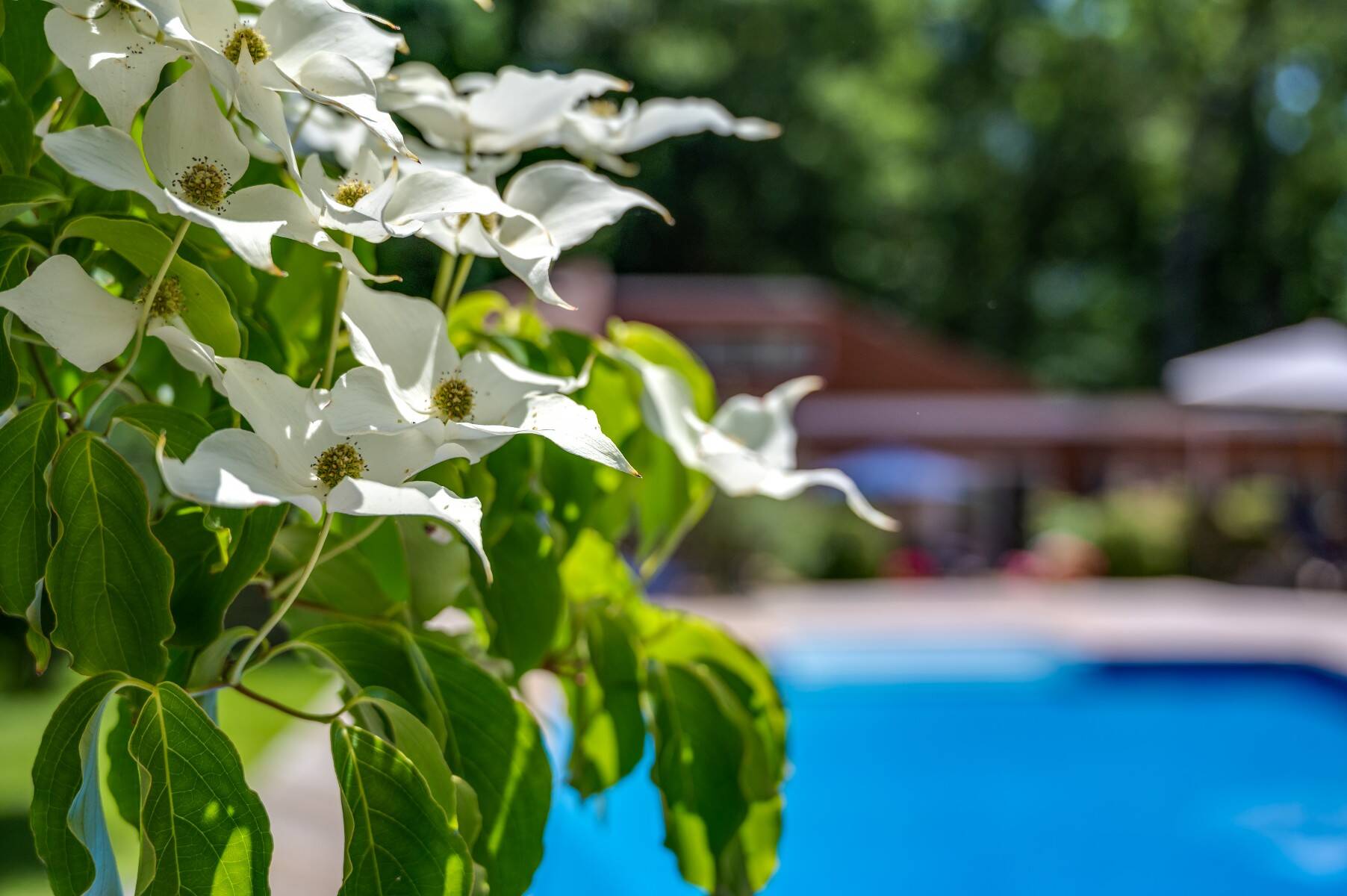  Architectural Distinction in a Private Garden Setting - 物件實景