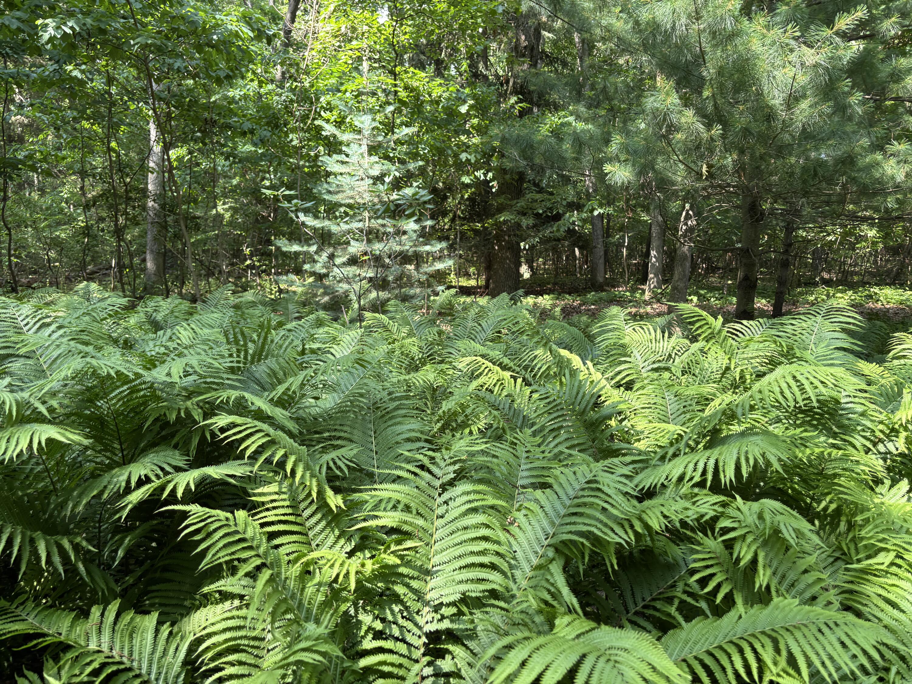 Saugatuck, Michigan, 49453, United States, 4 Bedrooms Bedrooms, ,5 BathroomsBathrooms,Residential,For Sale,1980395