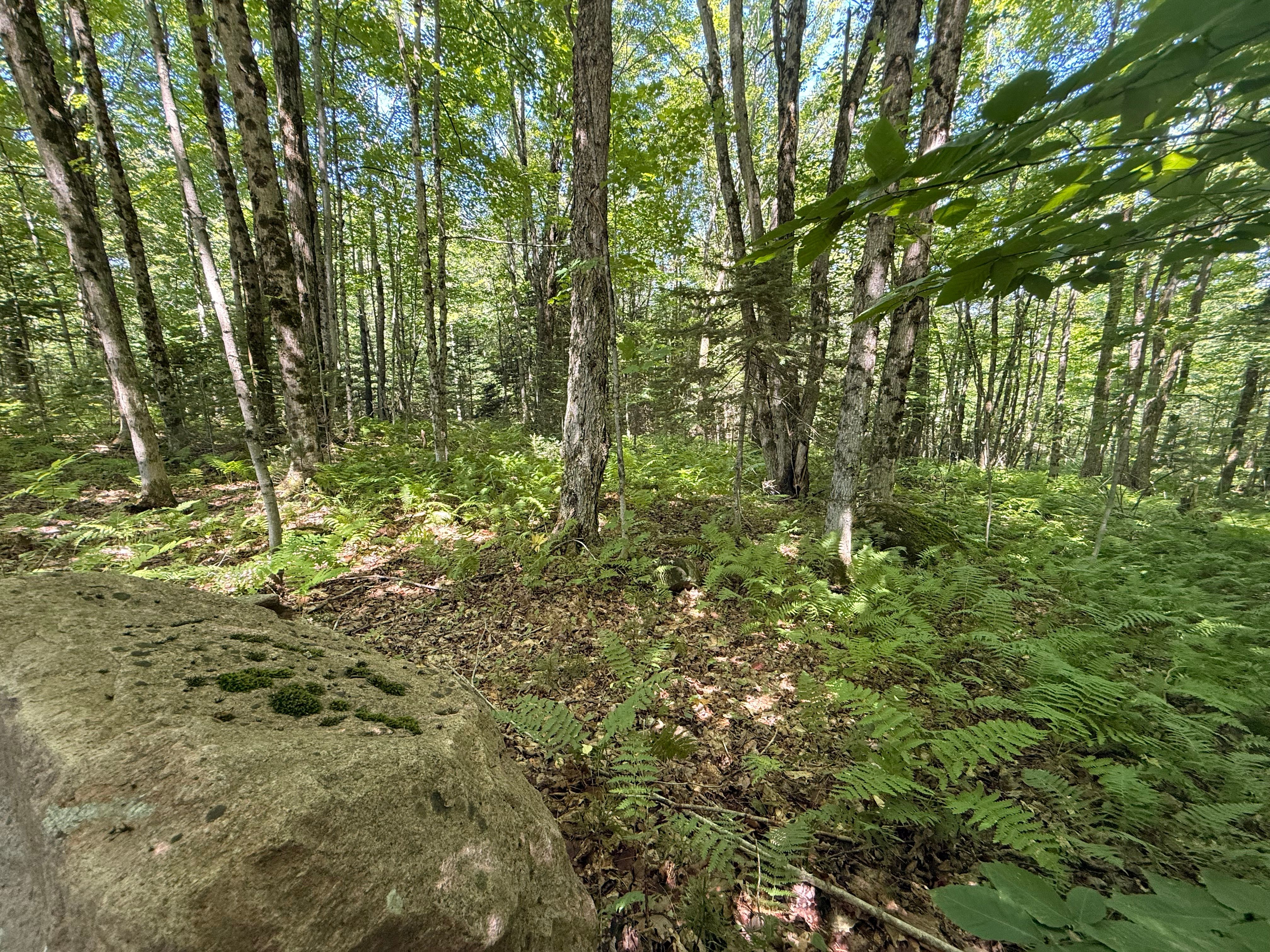  TBD Cook Road, St. Regis Falls, NY 12980 - 物件實景