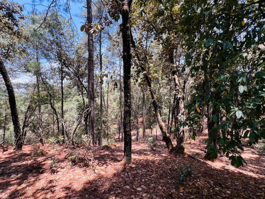 Valle de Bravo, Estado de méxico, 51200, Mexico, 1 Bedroom Bedrooms, ,Residential,For Sale,1721616